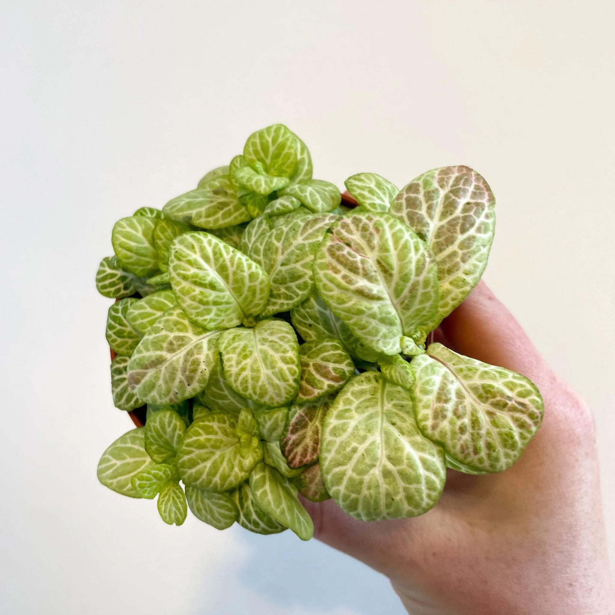Fittonia verschaffeltii 'Bubble Lemon'