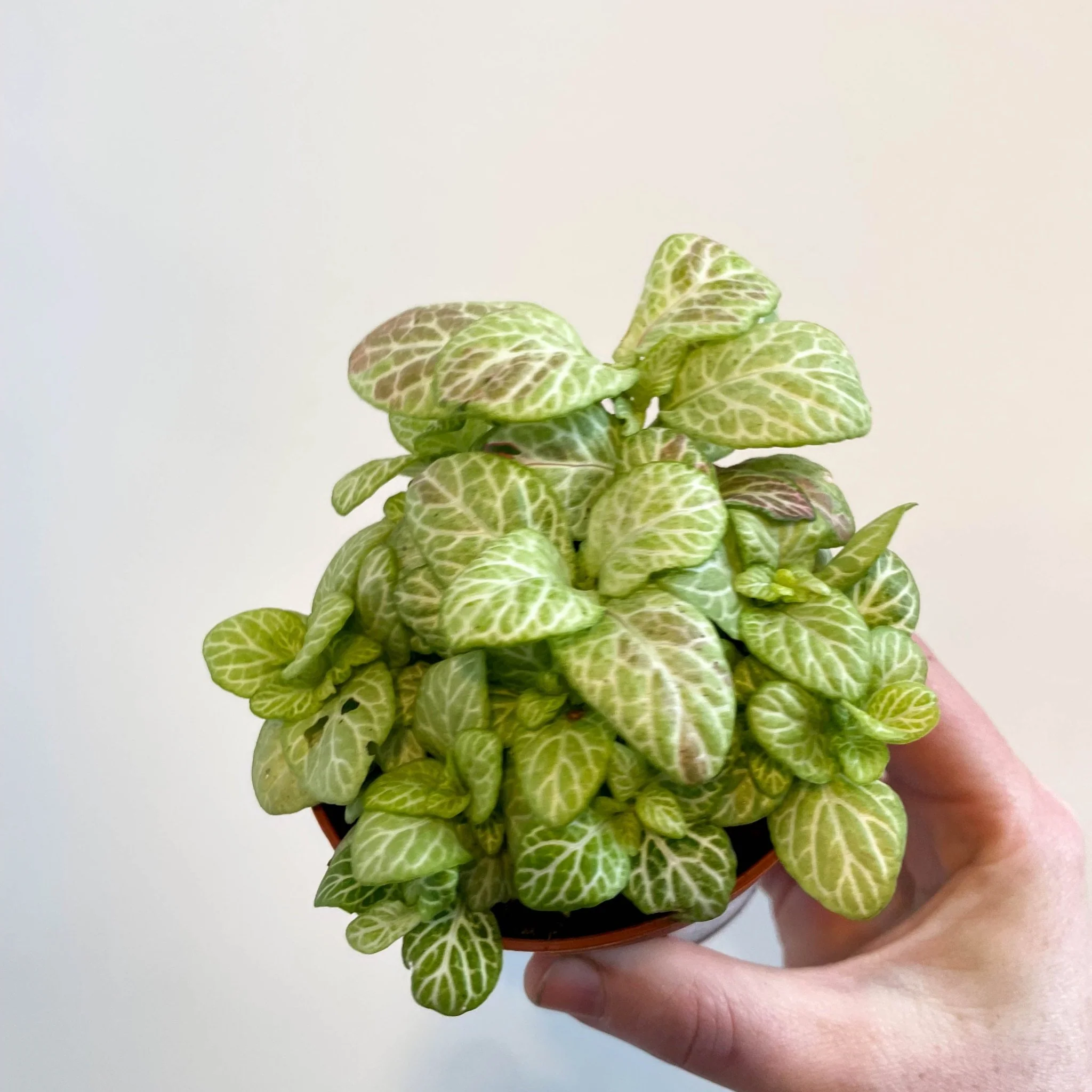 Fittonia verschaffeltii 'Bubble Lemon' - Image 2