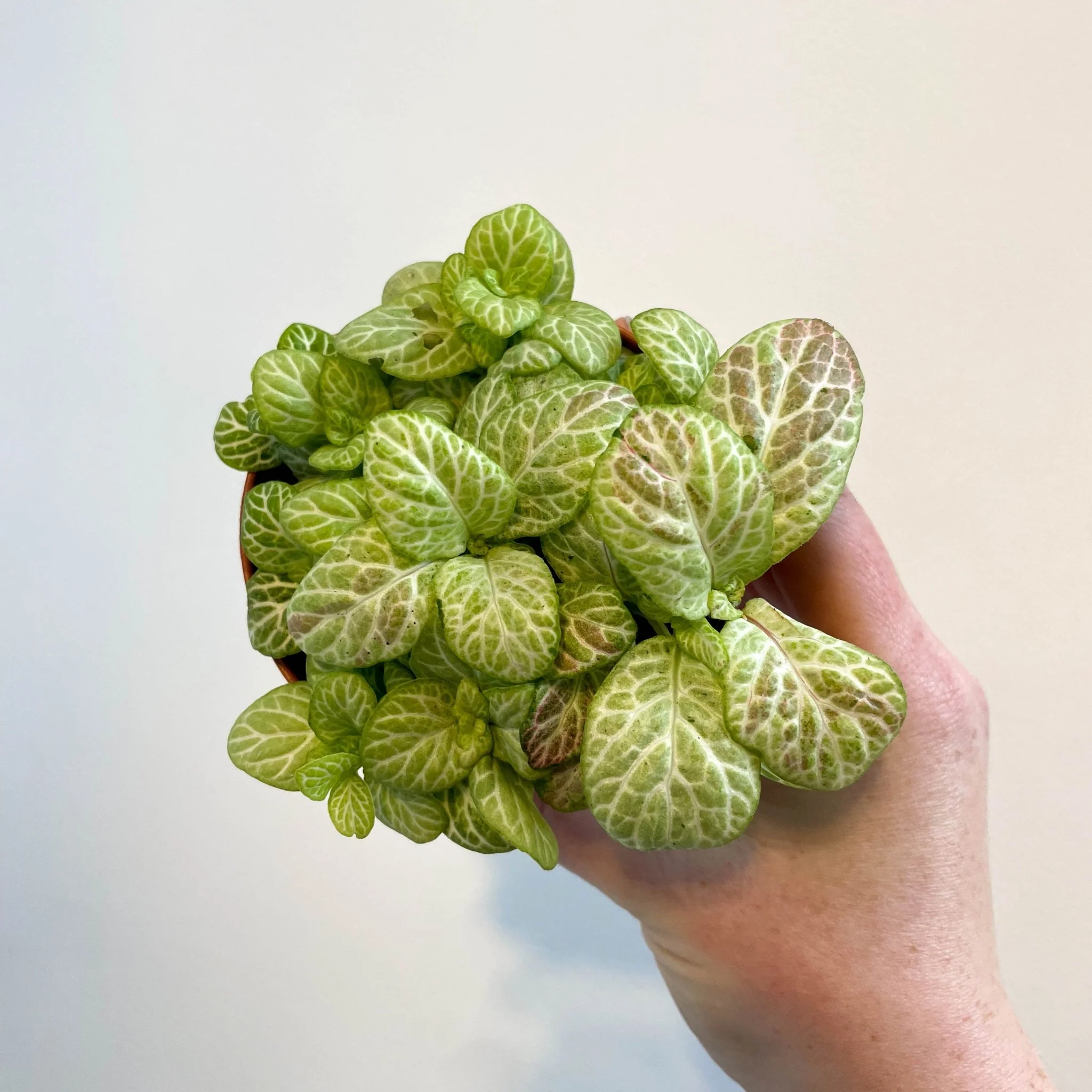 Fittonia verschaffeltii 'Bubble Lemon' - Image 6