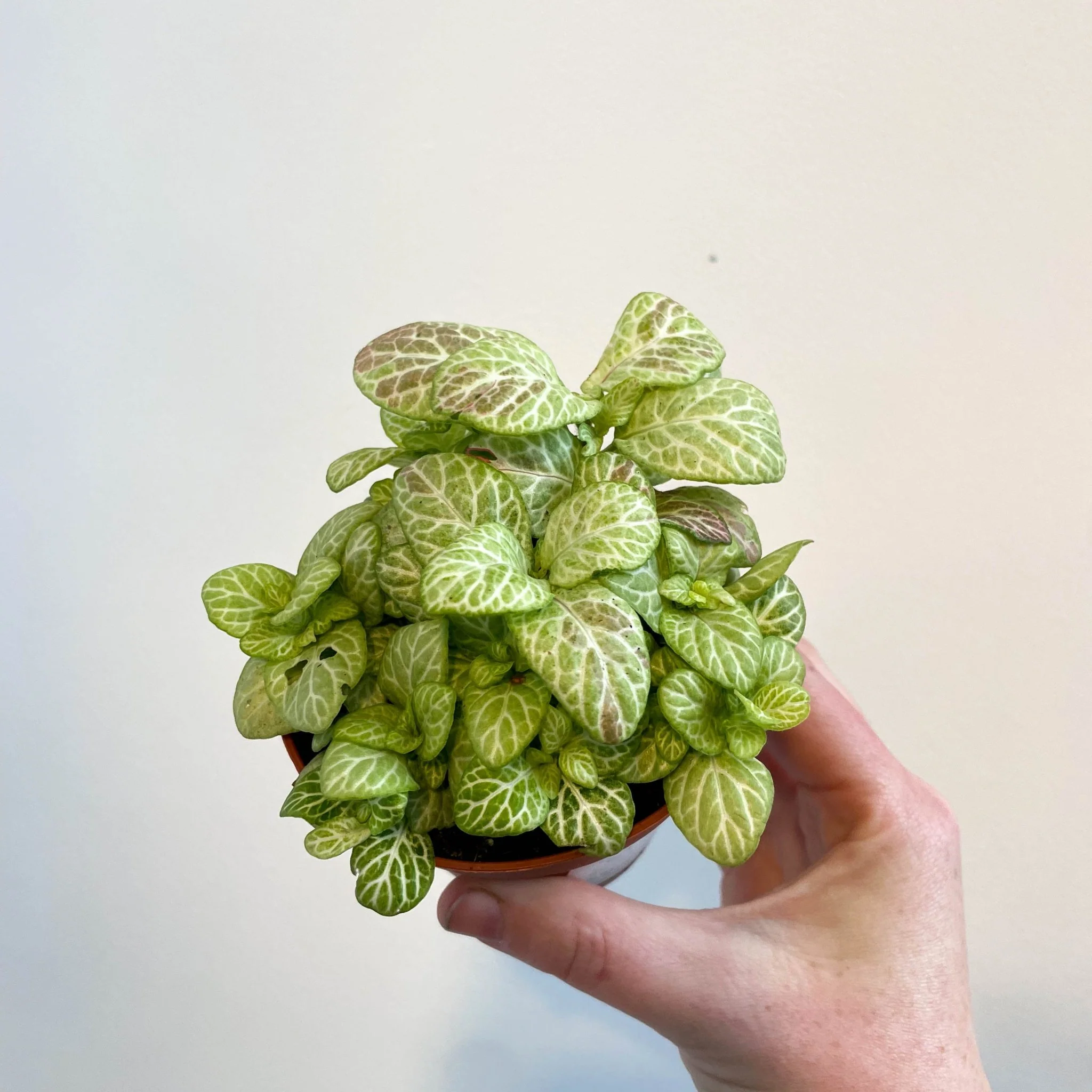Fittonia verschaffeltii 'Bubble Lemon' - Image 7