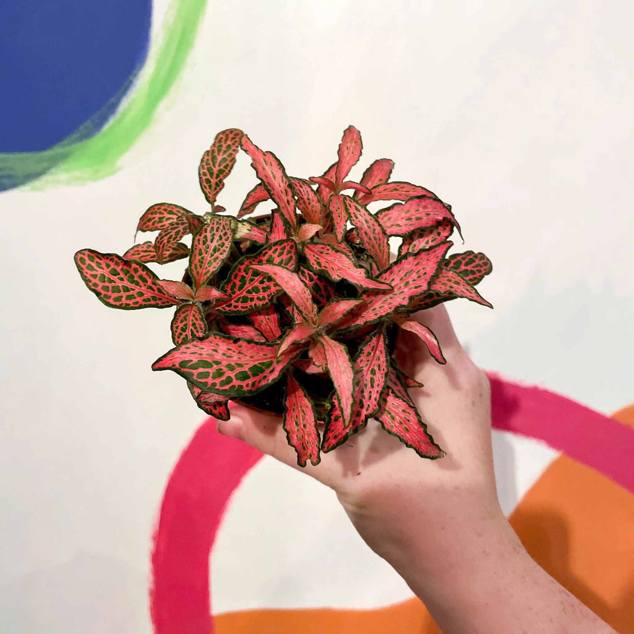Fittonia verschaffeltii 'Red Forest Flame'