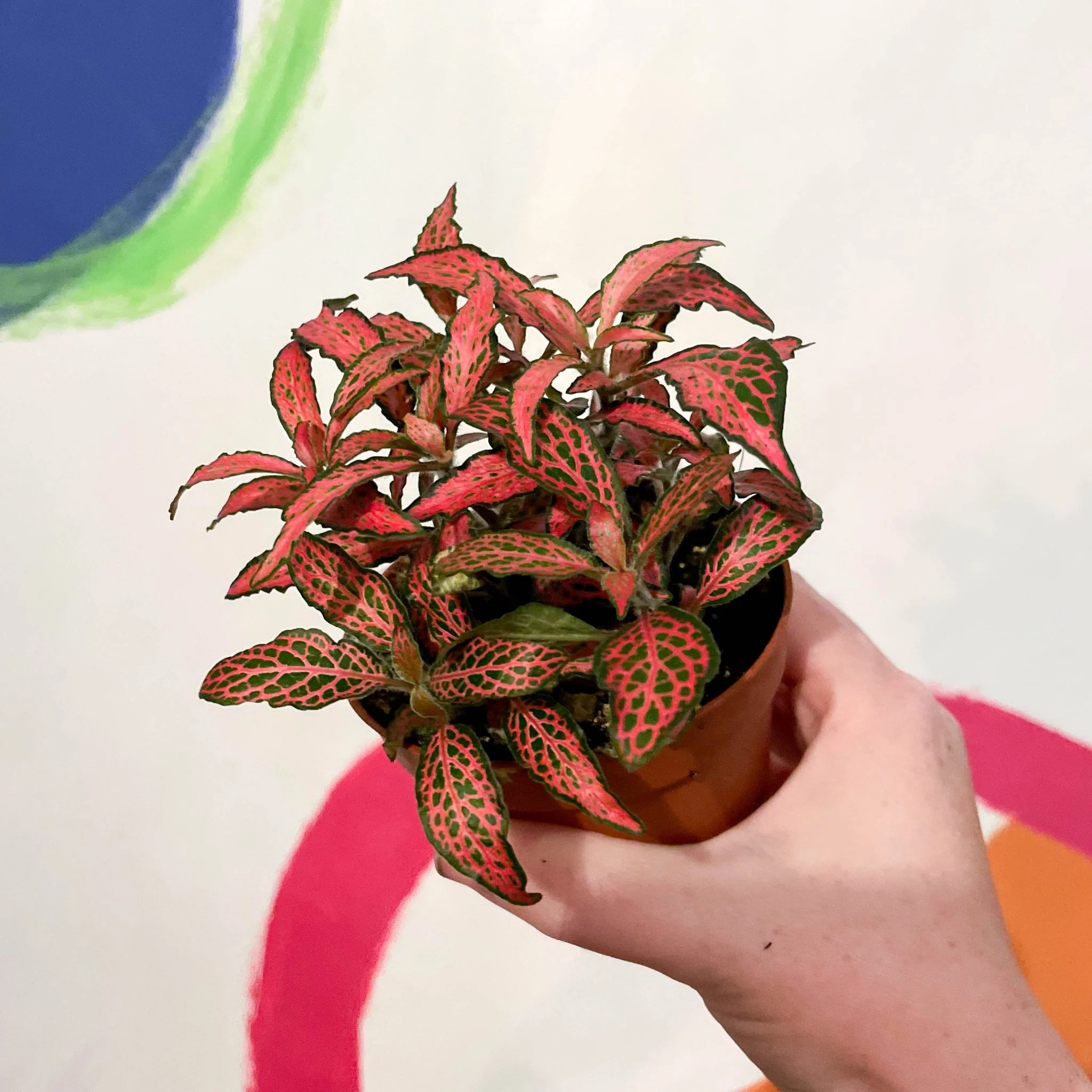 Fittonia verschaffeltii 'Red Forest Flame' - Image 2