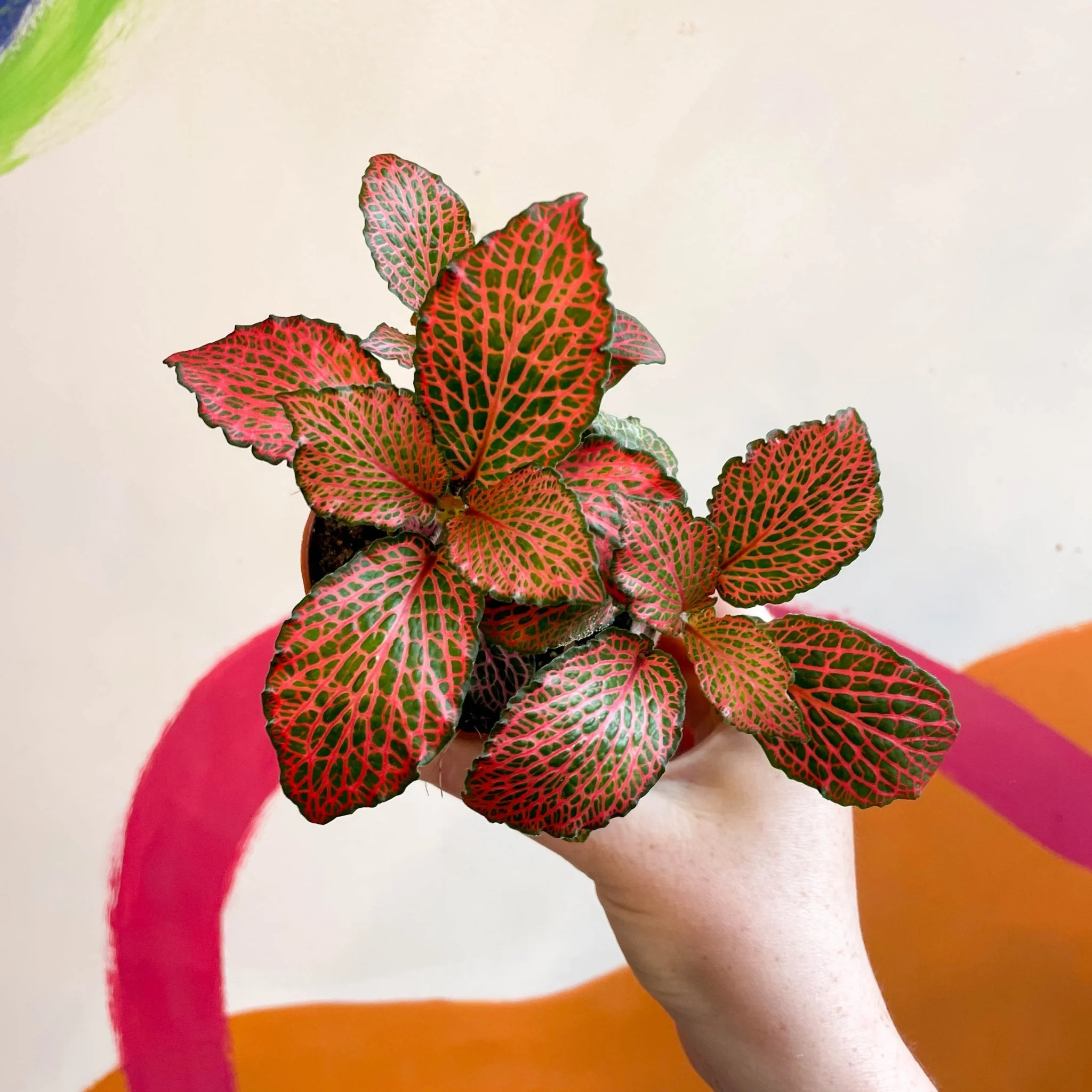 Fittonia verschaffeltii 'Josan'