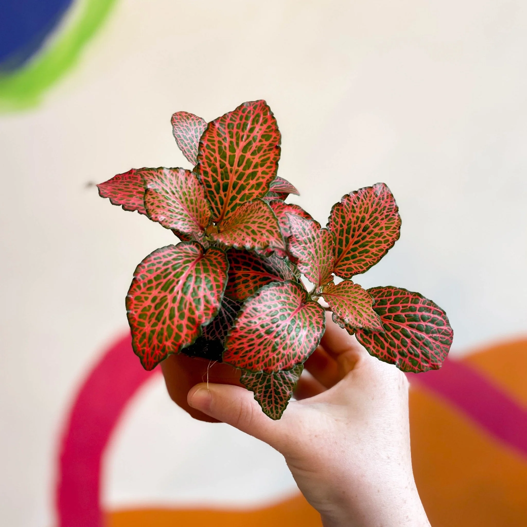 Fittonia verschaffeltii 'Josan' - Image 9
