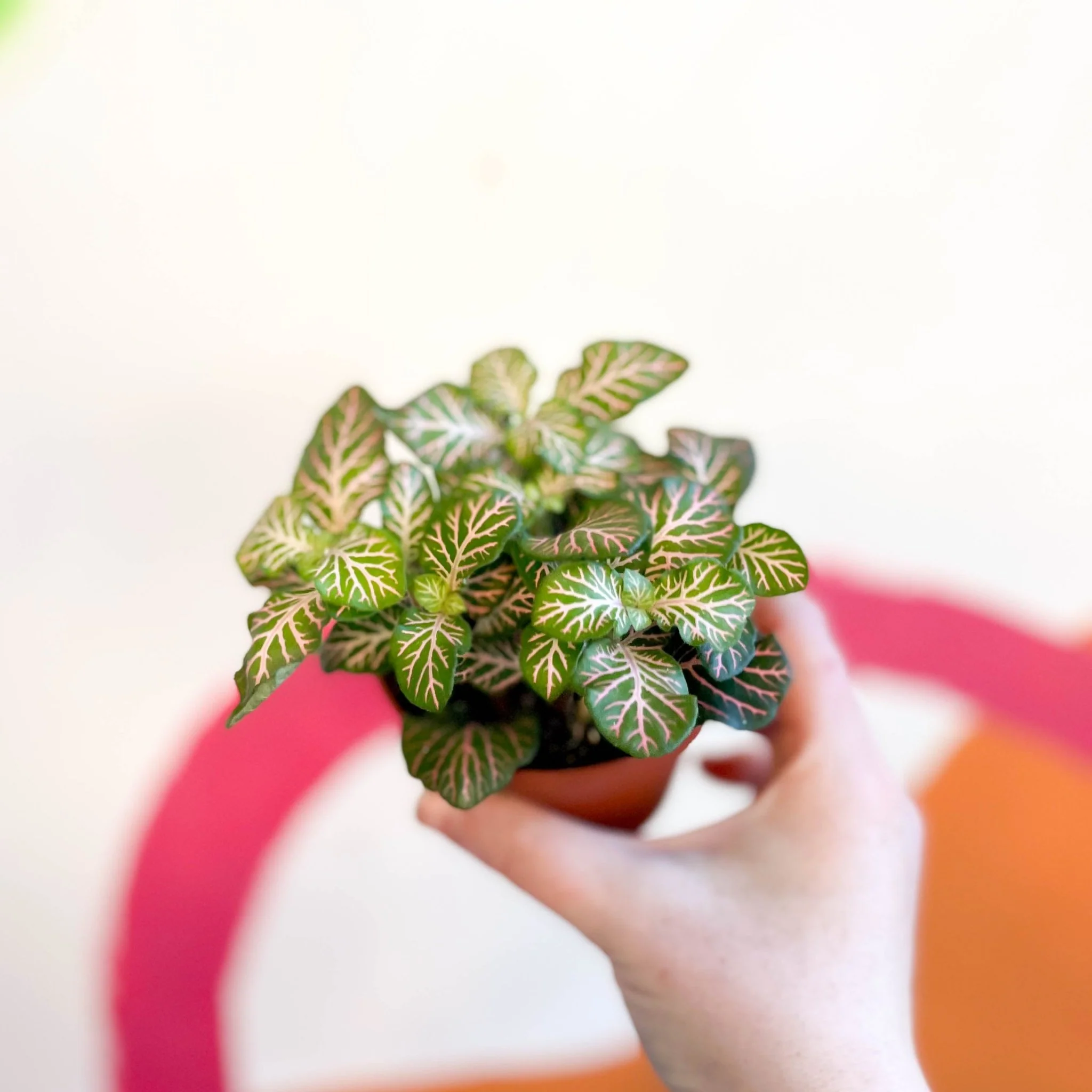 Fittonia verschaffeltii 'Light Josan' - Image 2