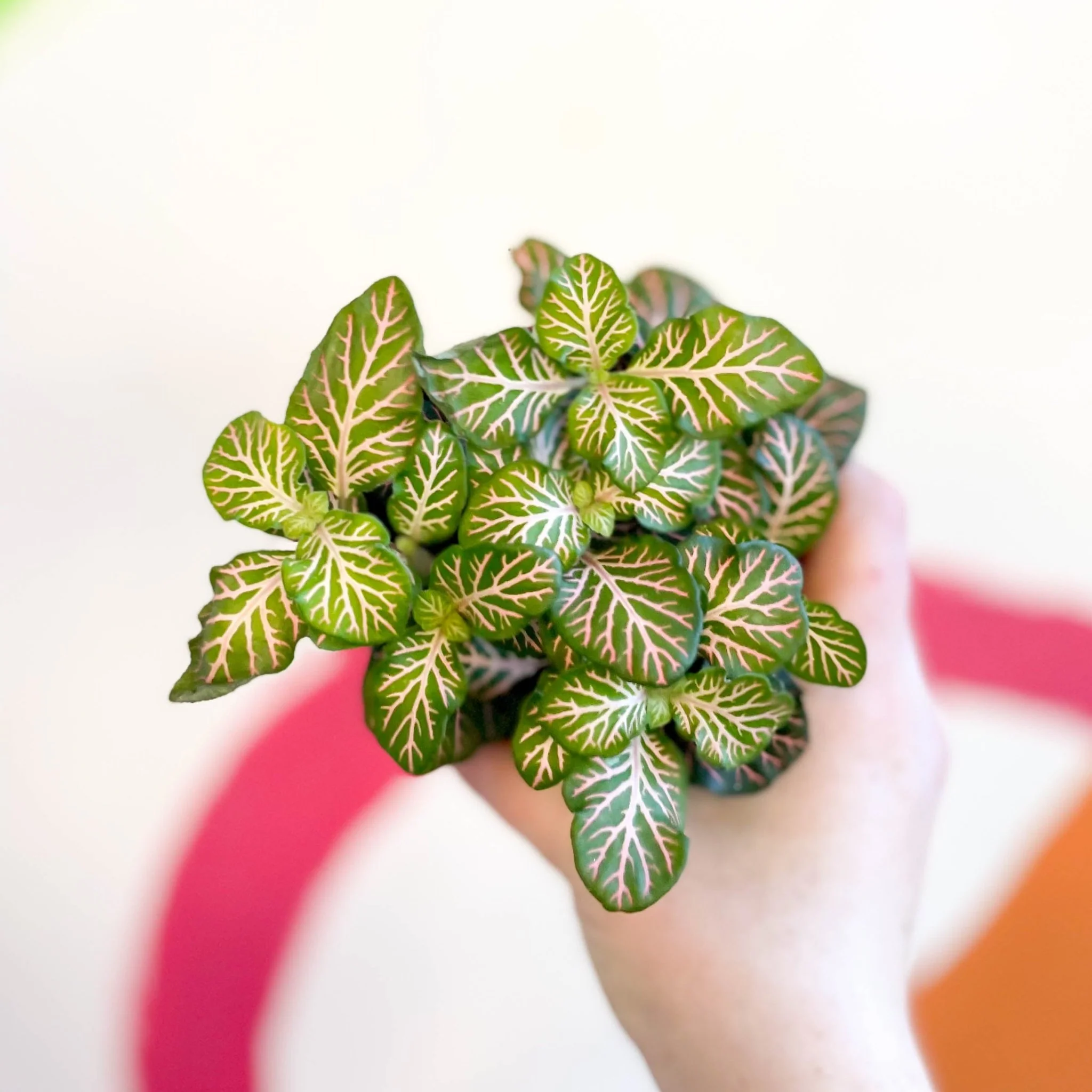 Fittonia verschaffeltii 'Light Josan' - Image 4