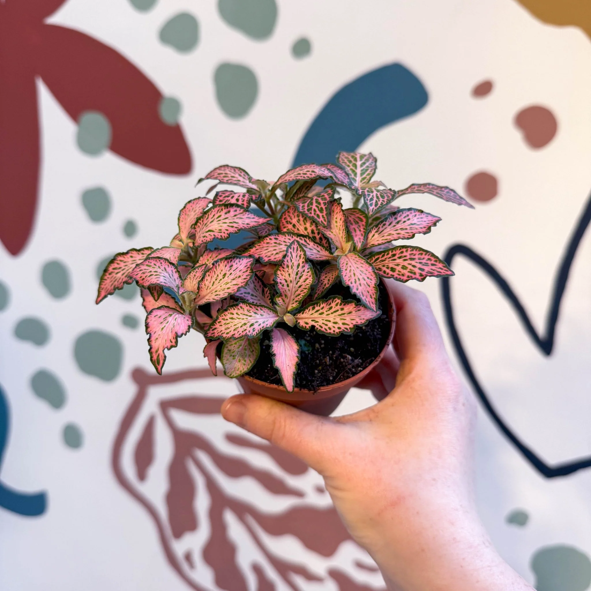 Fittonia verschaffeltii 'Pink Forest Flame' - Image 10