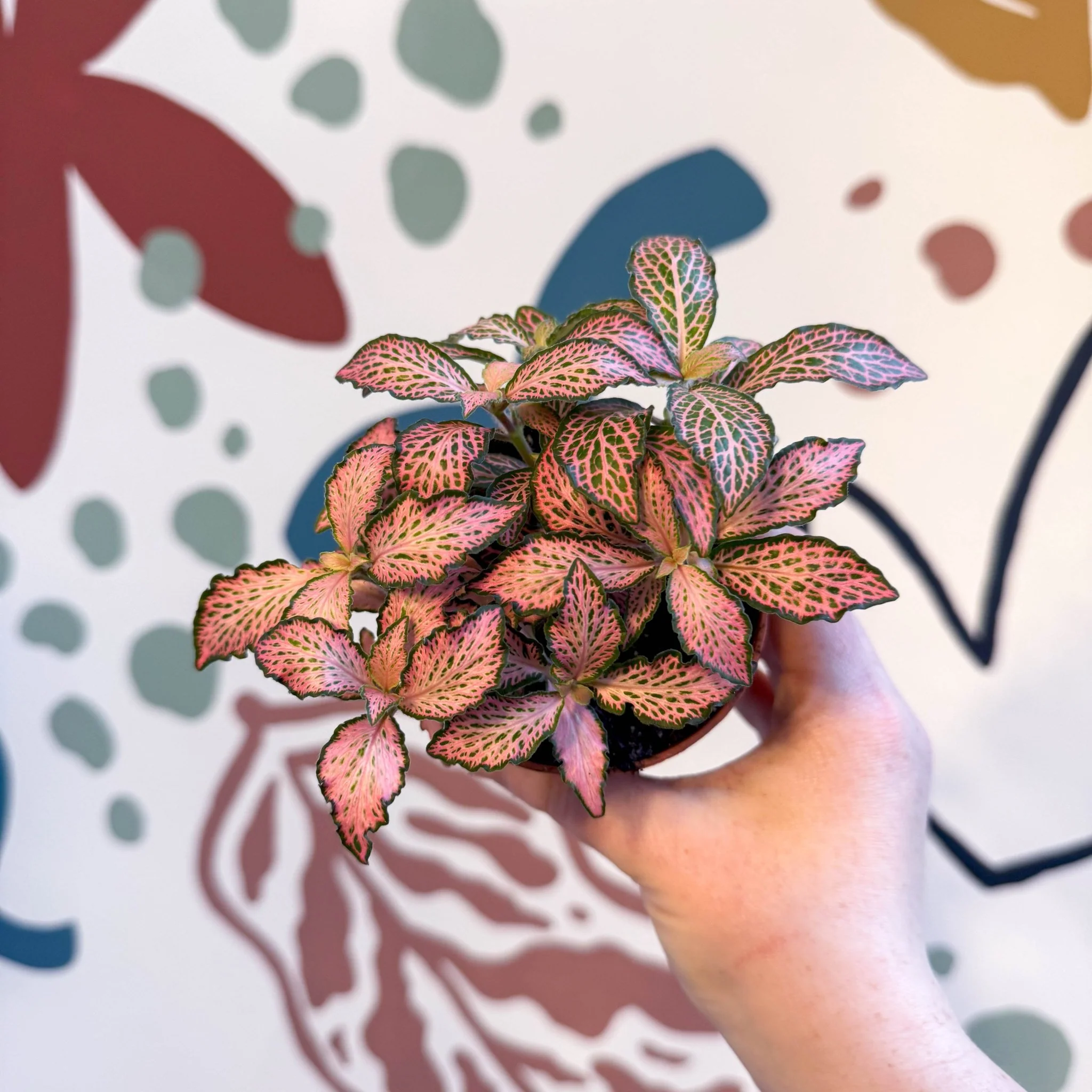 Fittonia verschaffeltii 'Pink Forest Flame' - Image 11