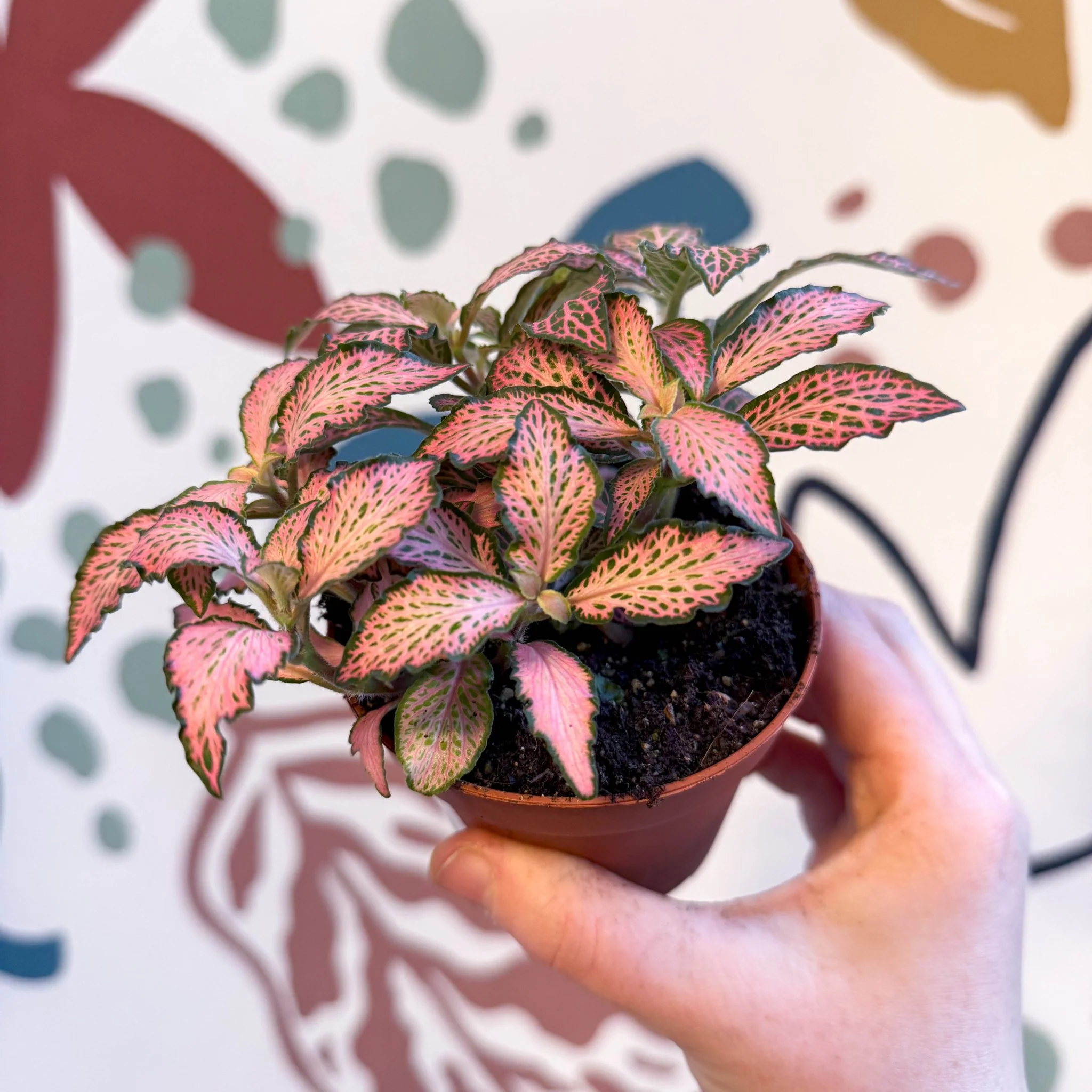 Fittonia verschaffeltii 'Pink Forest Flame' - Image 12