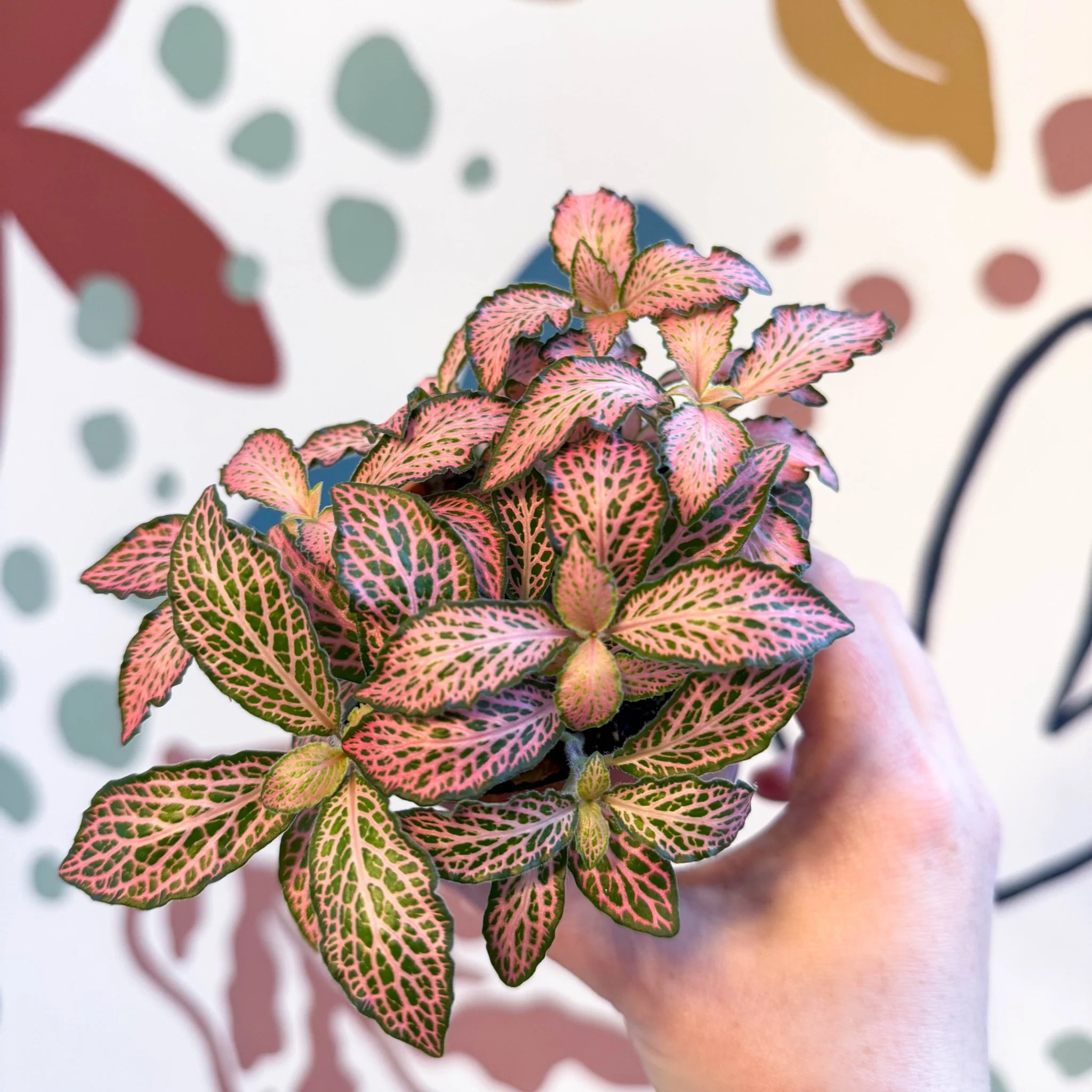 Fittonia verschaffeltii 'Pink Forest Flame' - Image 2