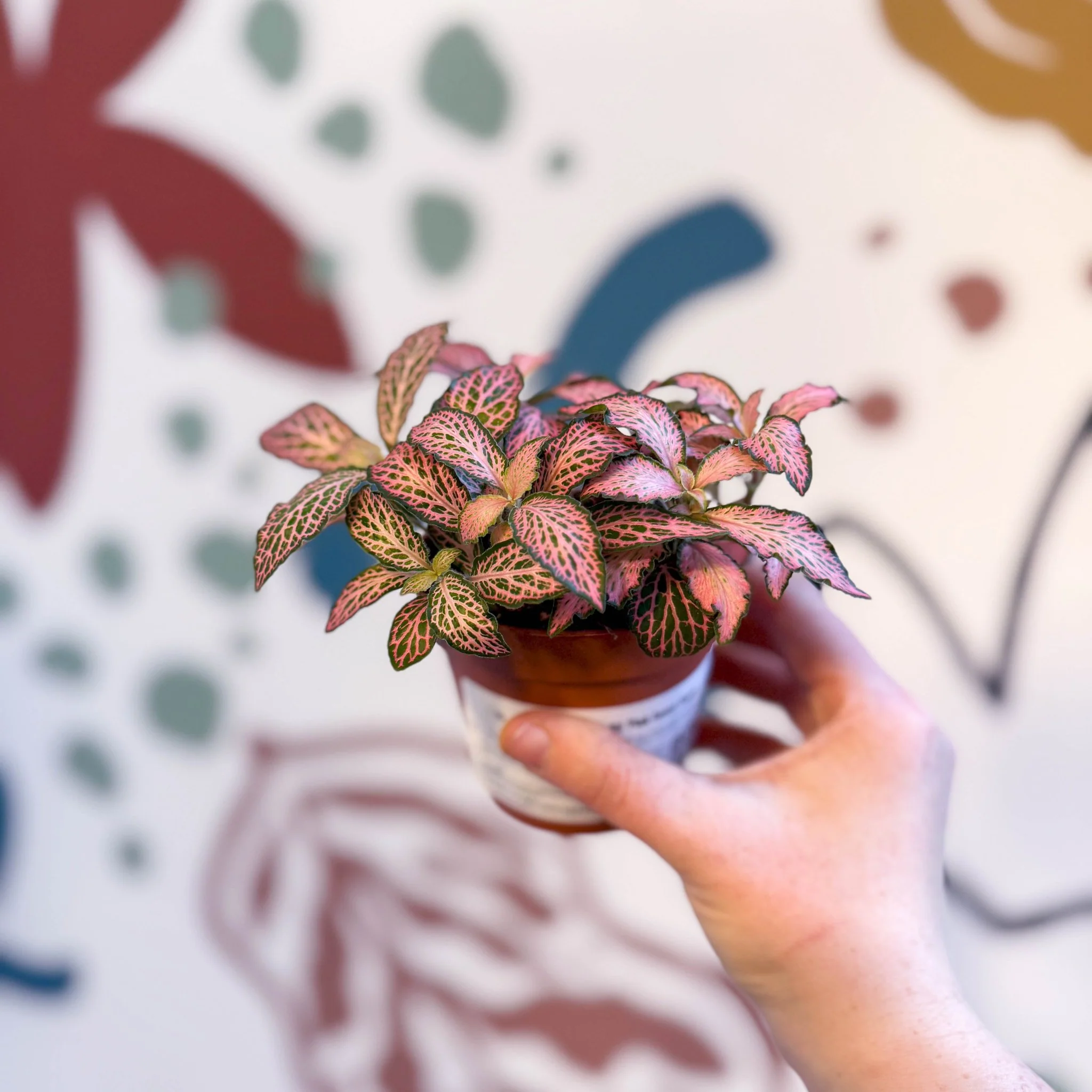 Fittonia verschaffeltii 'Pink Forest Flame' - Image 3