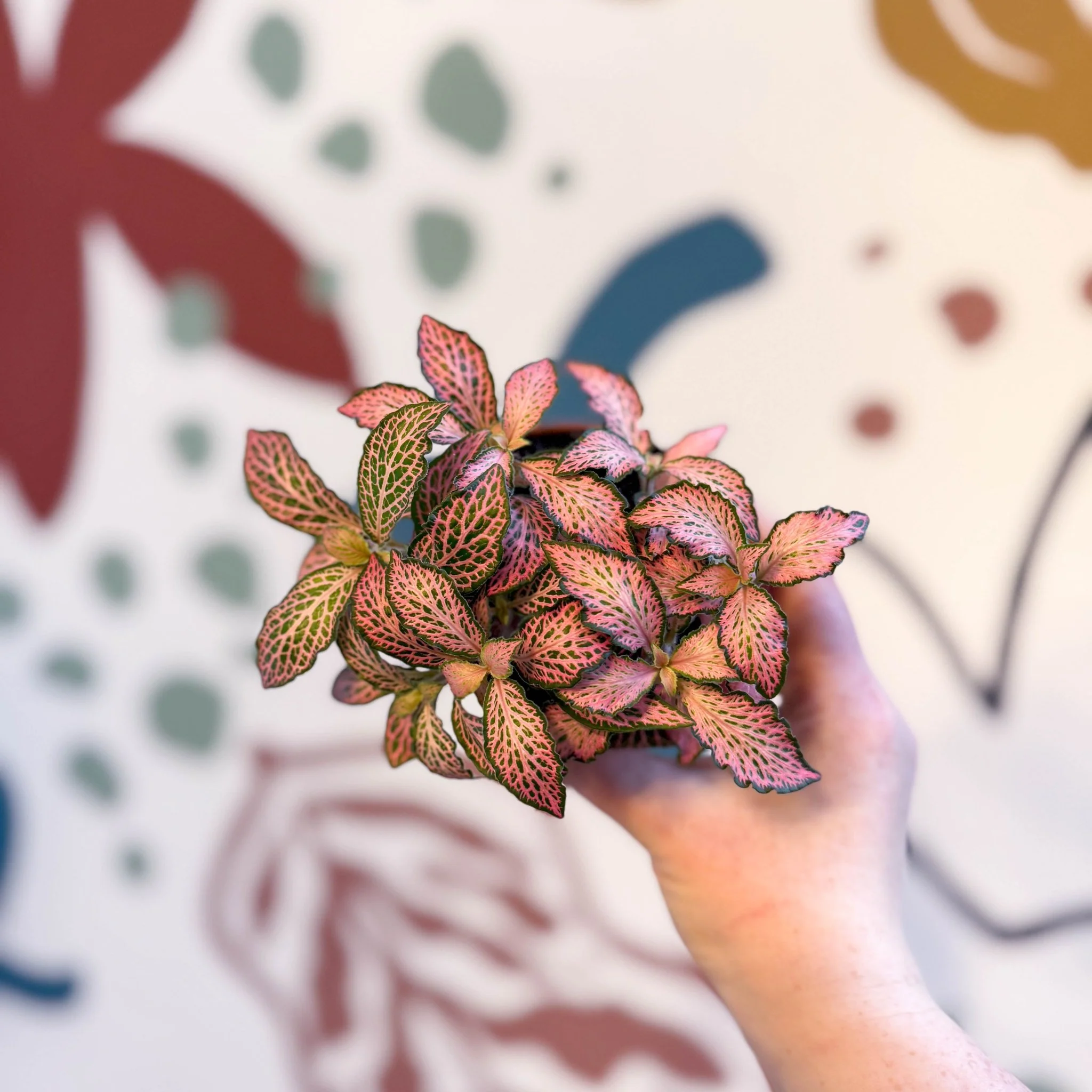 Fittonia verschaffeltii 'Pink Forest Flame' - Image 4