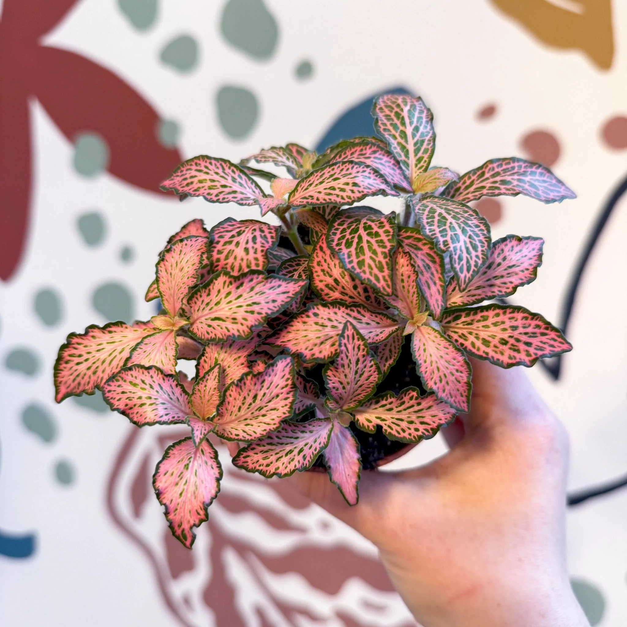 Fittonia verschaffeltii 'Pink Forest Flame' - Image 5