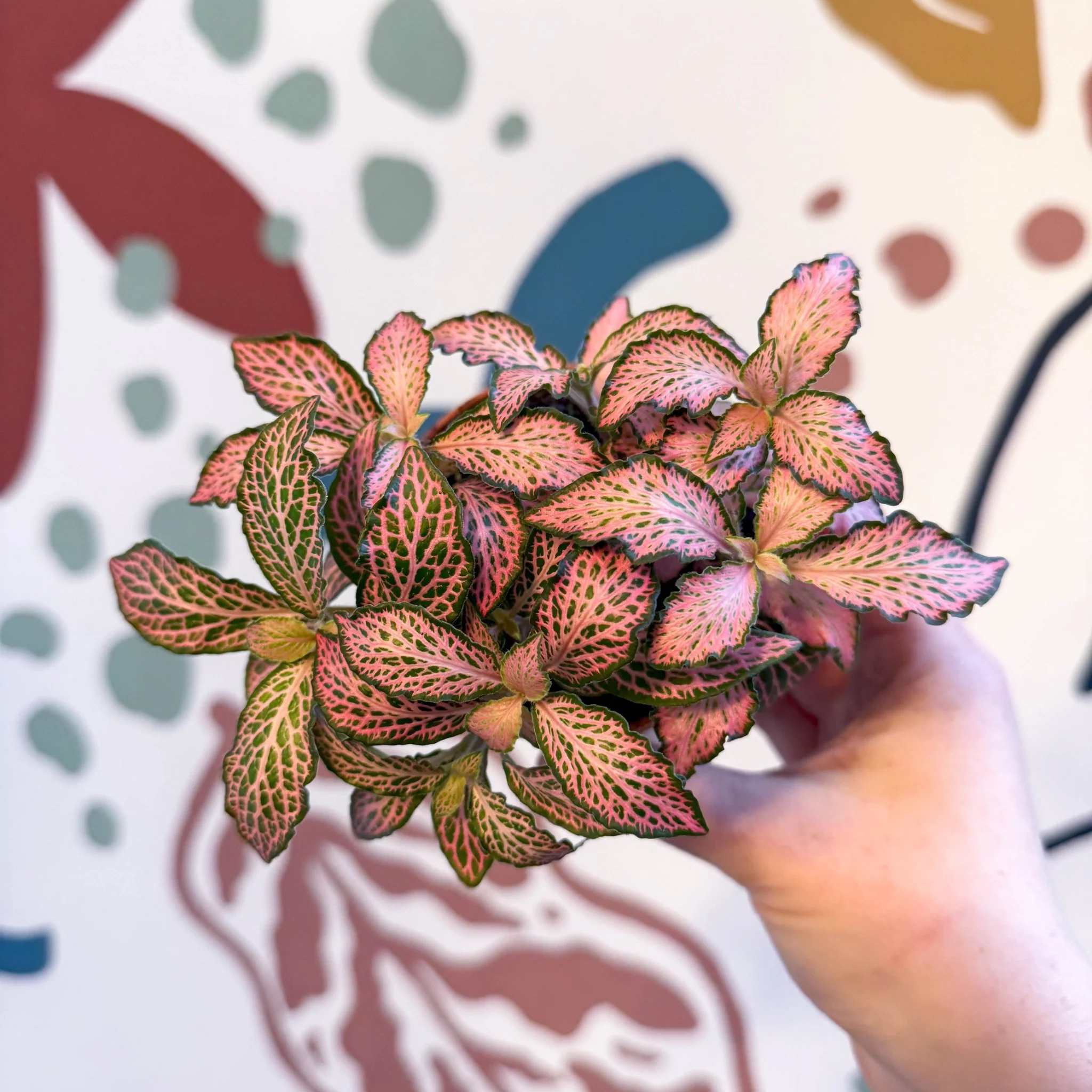 Fittonia verschaffeltii 'Pink Forest Flame' - Image 6