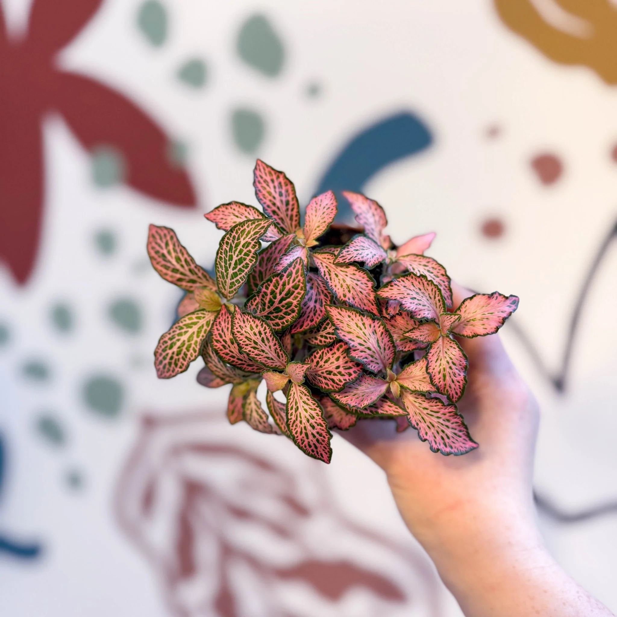 Fittonia verschaffeltii 'Pink Forest Flame' - Image 7