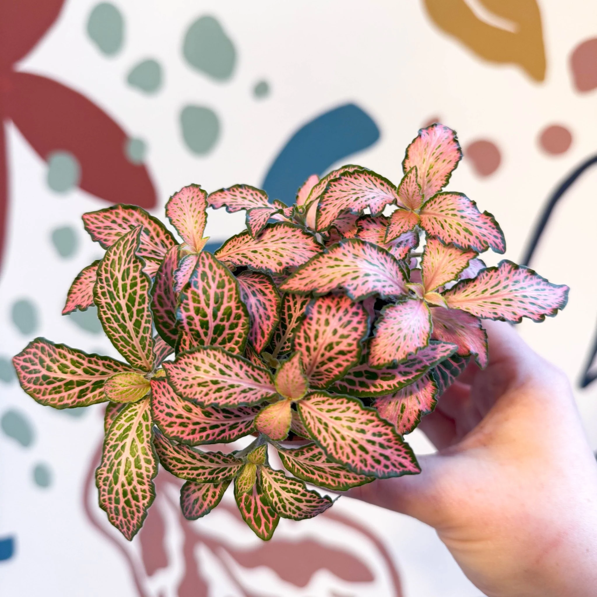 Fittonia verschaffeltii 'Pink Forest Flame' - Image 8
