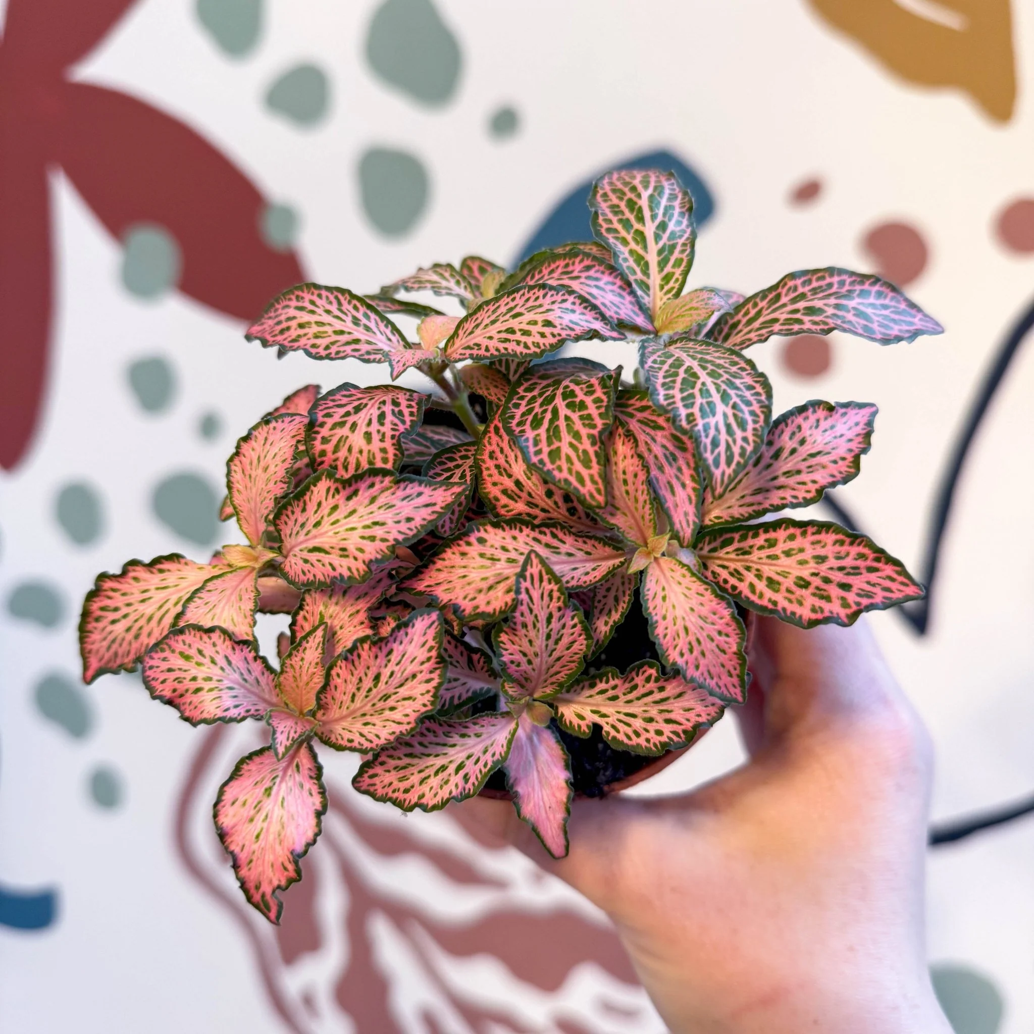 Fittonia verschaffeltii 'Pink Forest Flame' - Image 9