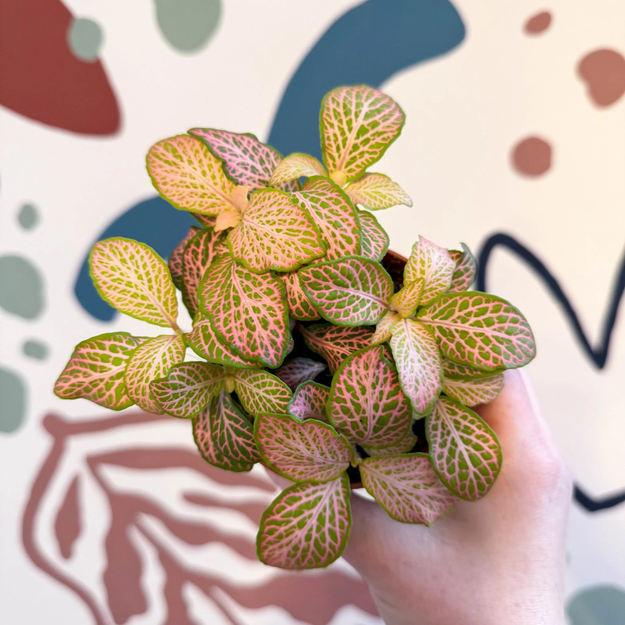 Fittonia verschaffeltii 'Pink Ruby Lime' - Image 11