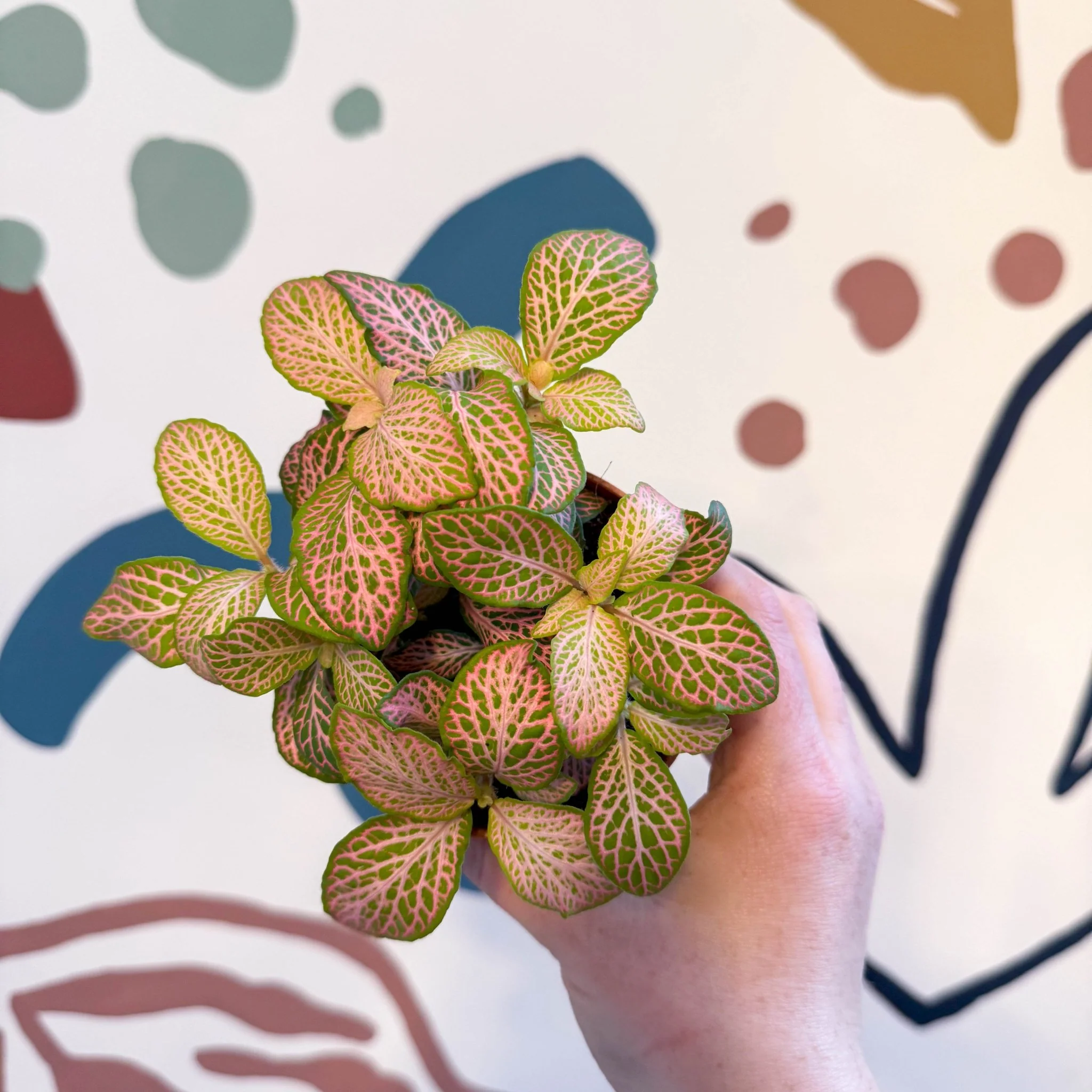 Fittonia verschaffeltii 'Pink Ruby Lime' - Image 14