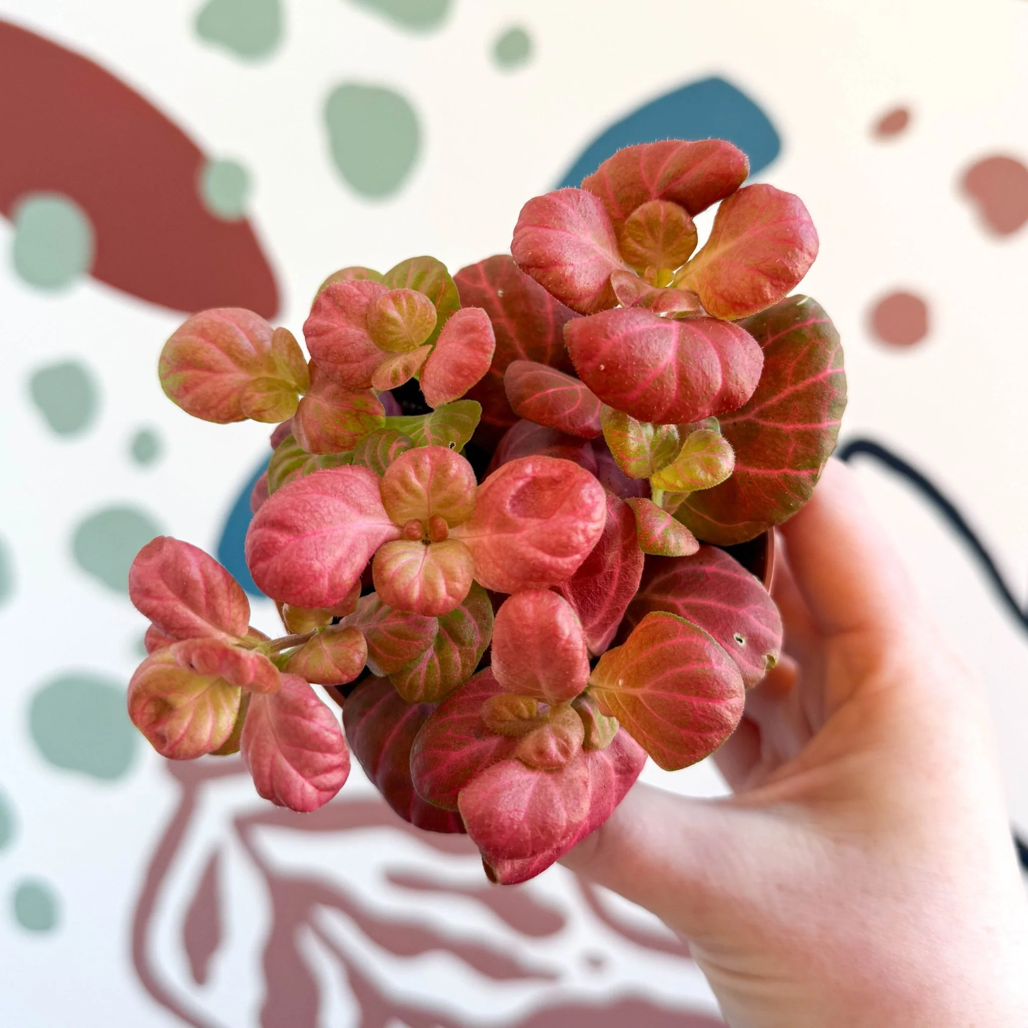 Fittonia verschaffeltii 'Pink Special'