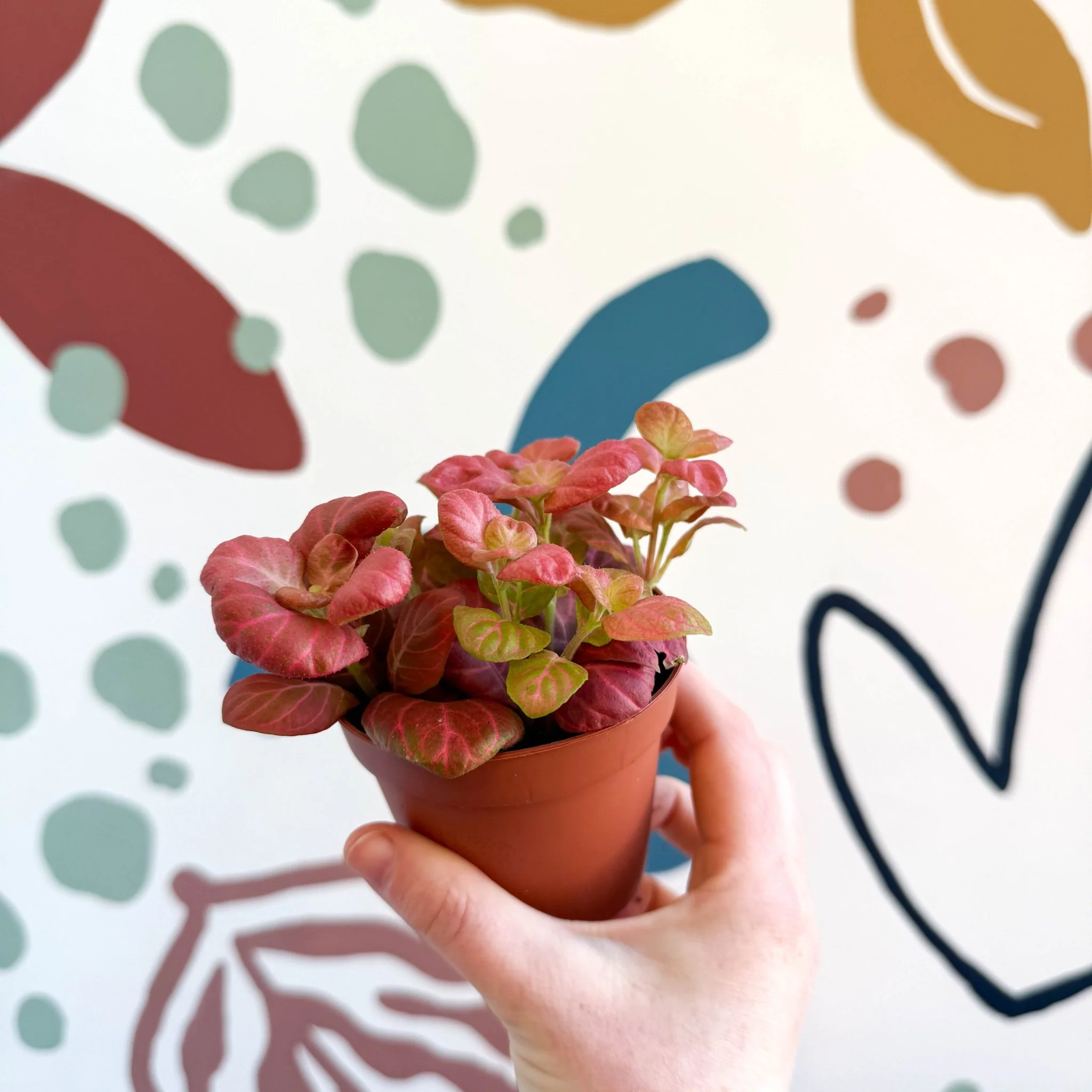 Fittonia verschaffeltii 'Pink Special' - Image 3