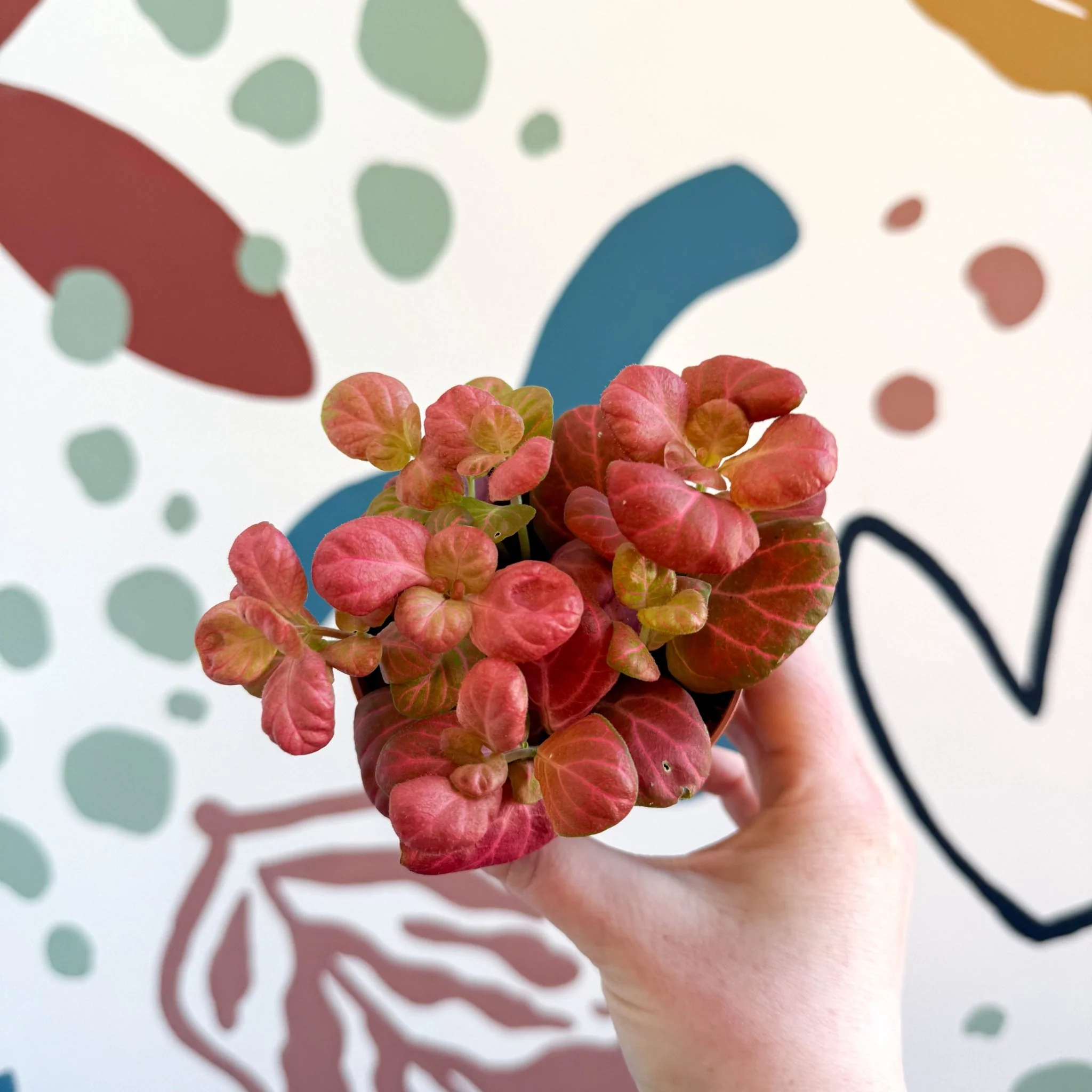 Fittonia verschaffeltii 'Pink Special' - Image 7