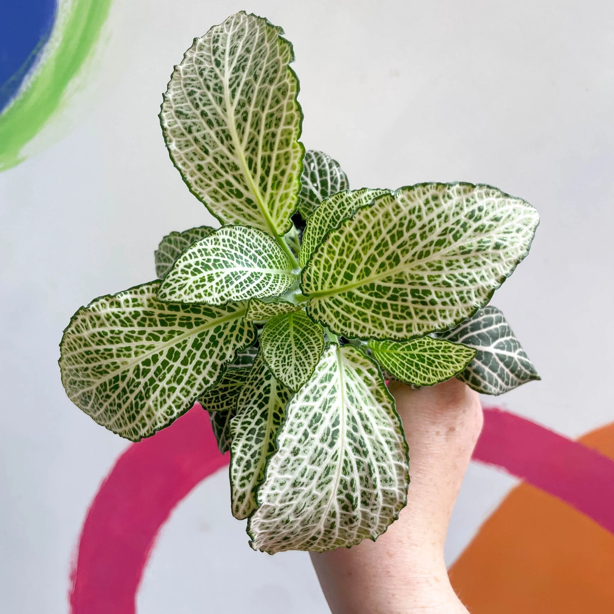 Fittonia verschaffeltii 'Purple Angel' - Image 3