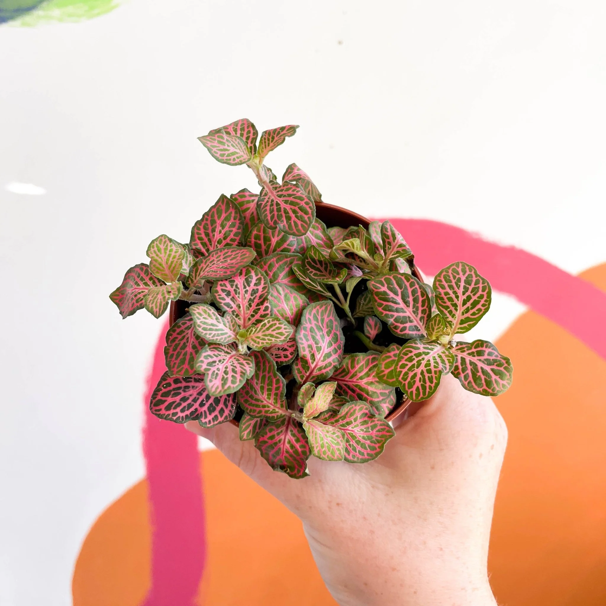 Fittonia verschaffeltii 'Red Angel'