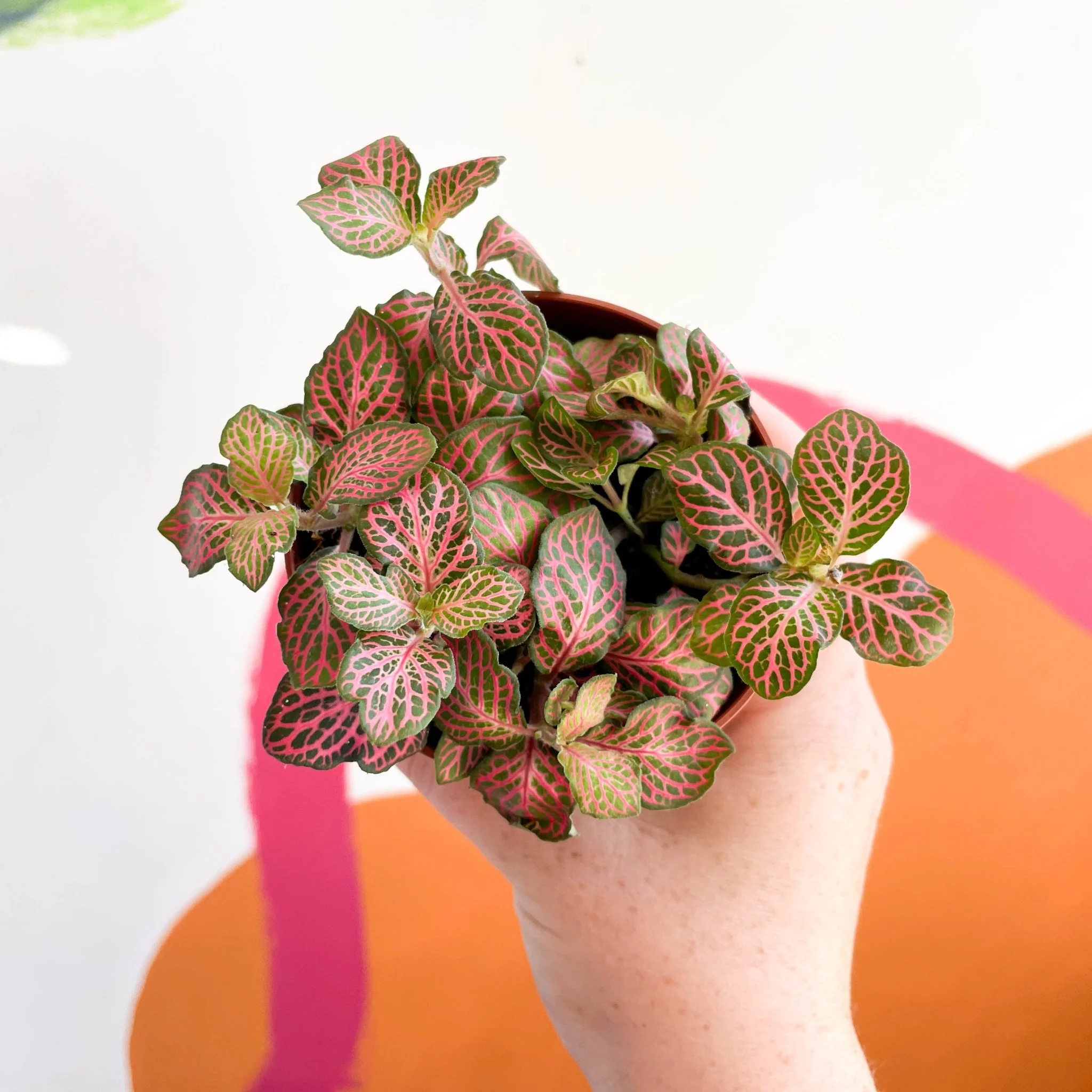 Fittonia verschaffeltii 'Red Angel' - Image 4