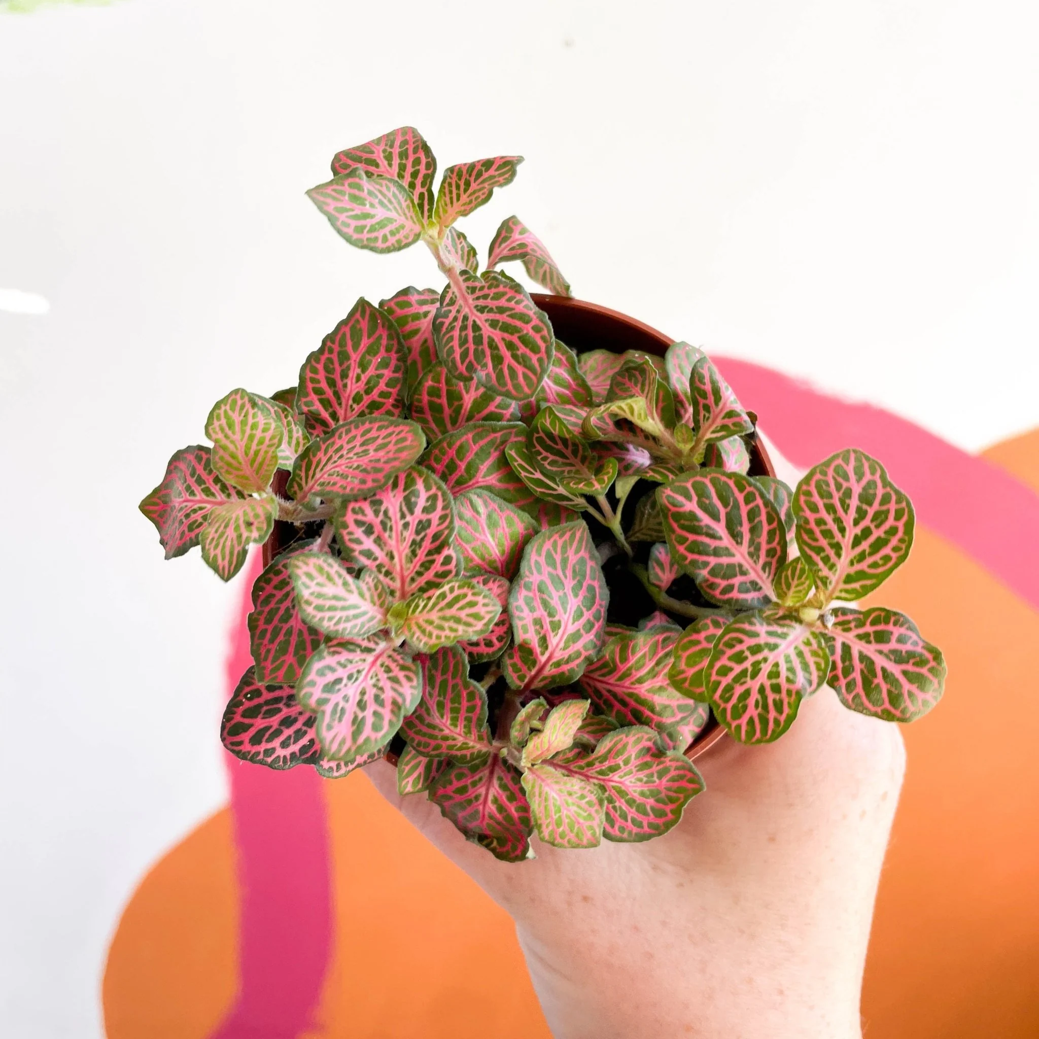 Fittonia verschaffeltii 'Red Angel' - Image 5