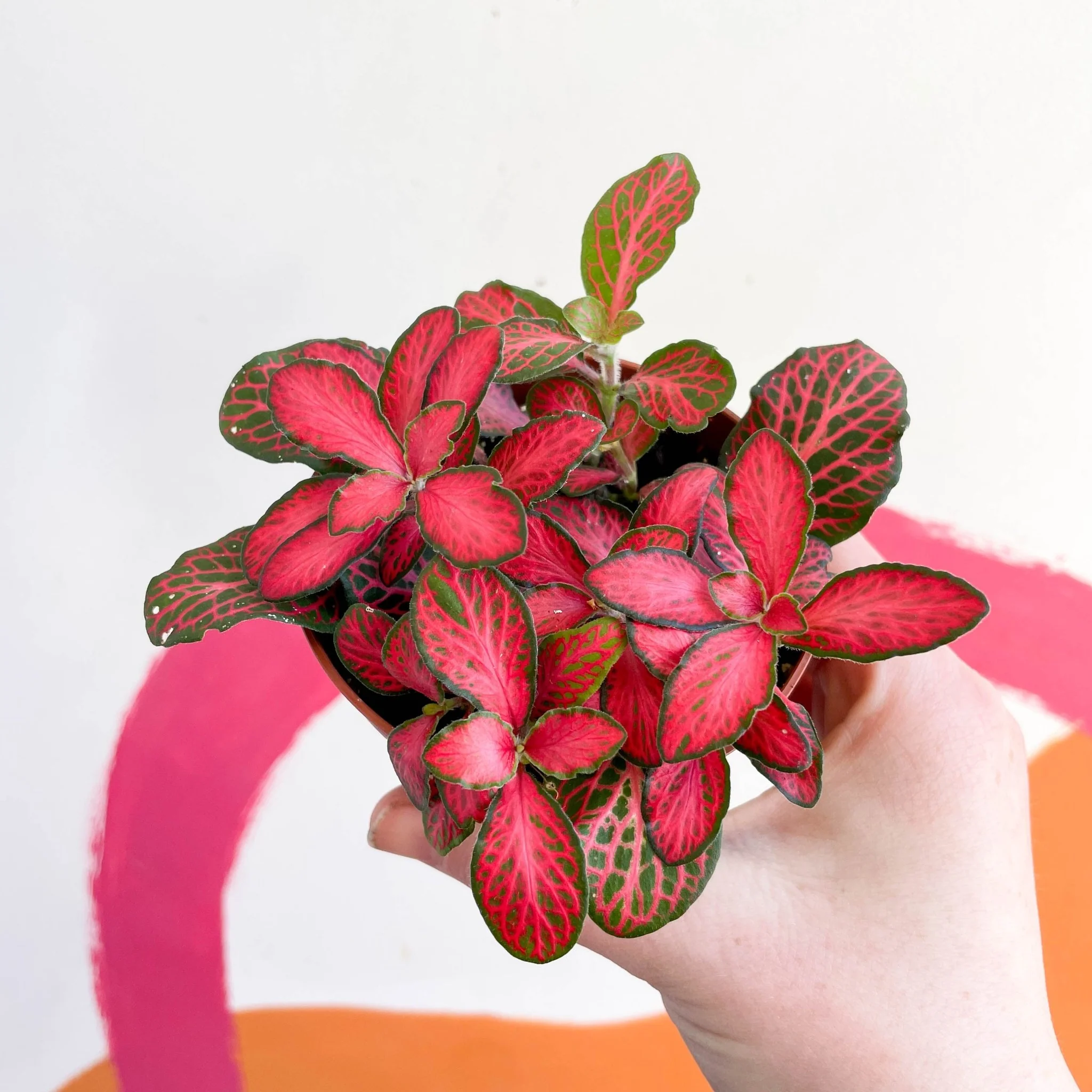 Fittonia verschaffeltii 'Red Star'