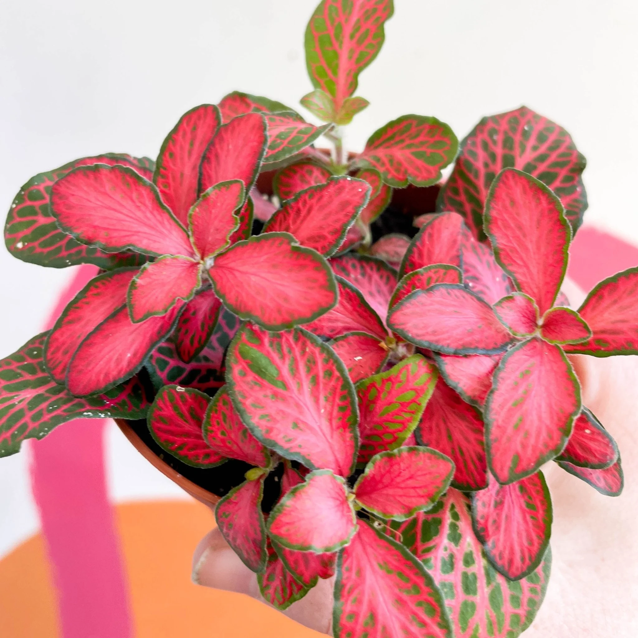 Fittonia verschaffeltii 'Red Star' - Image 2