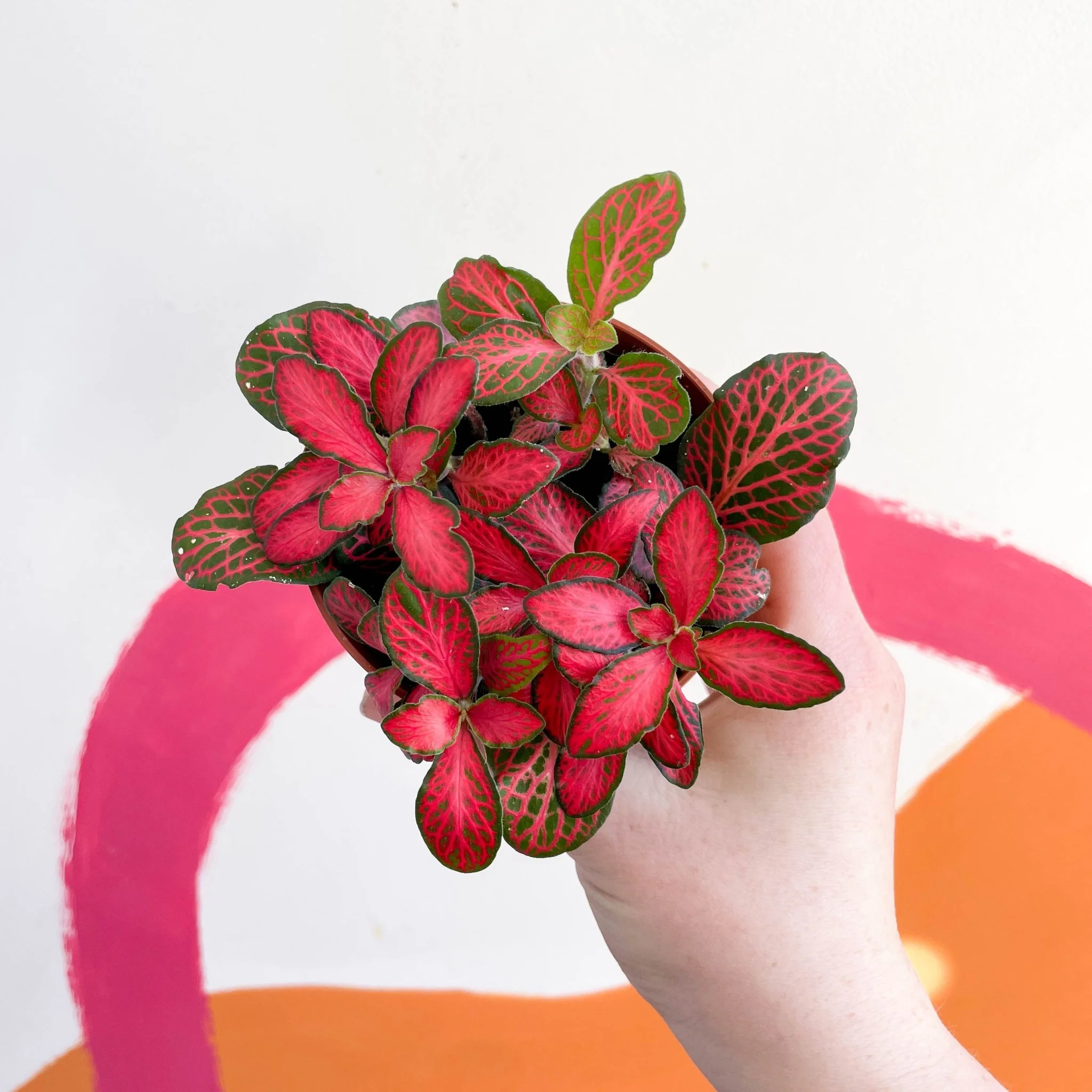 Fittonia verschaffeltii 'Red Star' - Image 3