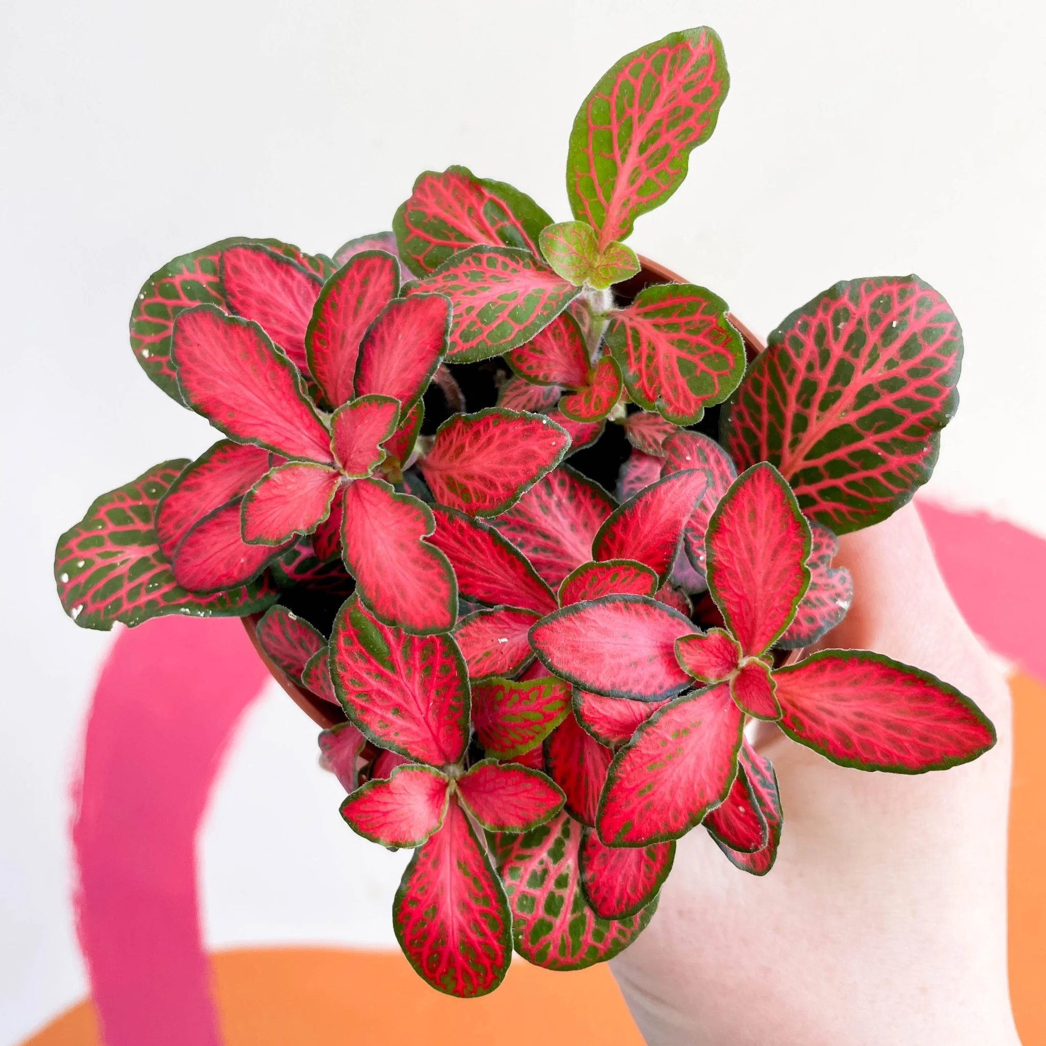 Fittonia verschaffeltii 'Red Star' - Image 4