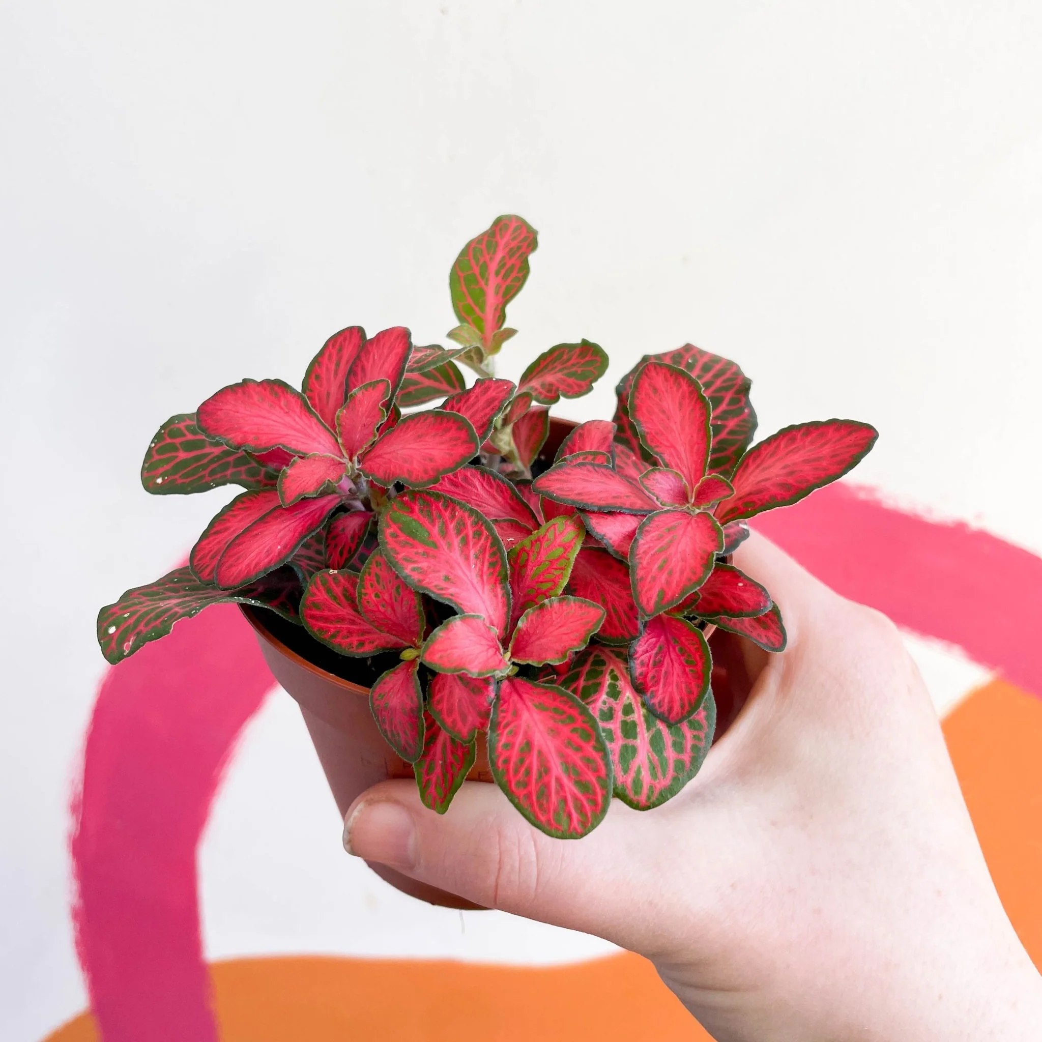 Fittonia verschaffeltii 'Red Star' - Image 6