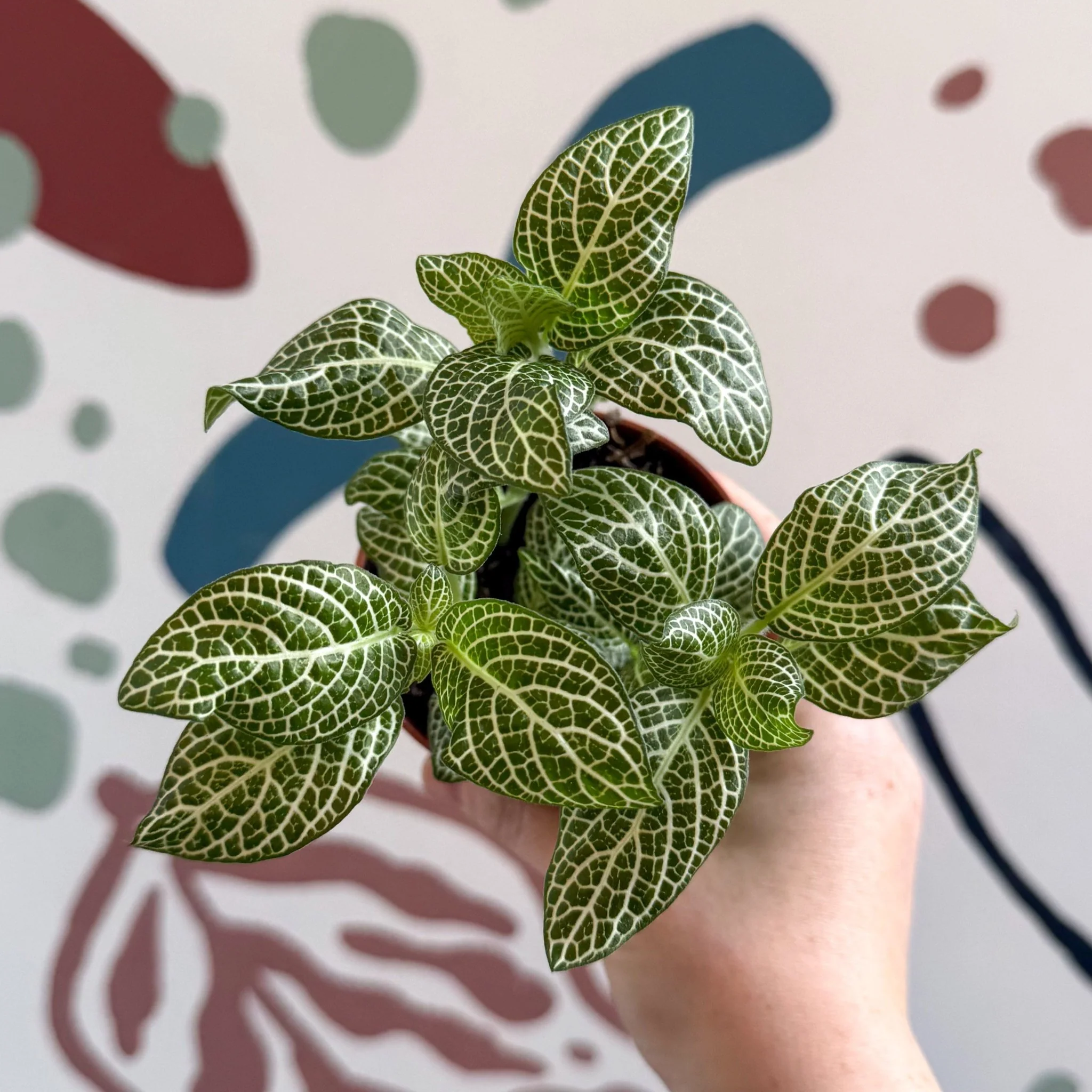 Fittonia verschaffeltii 'White Angel'