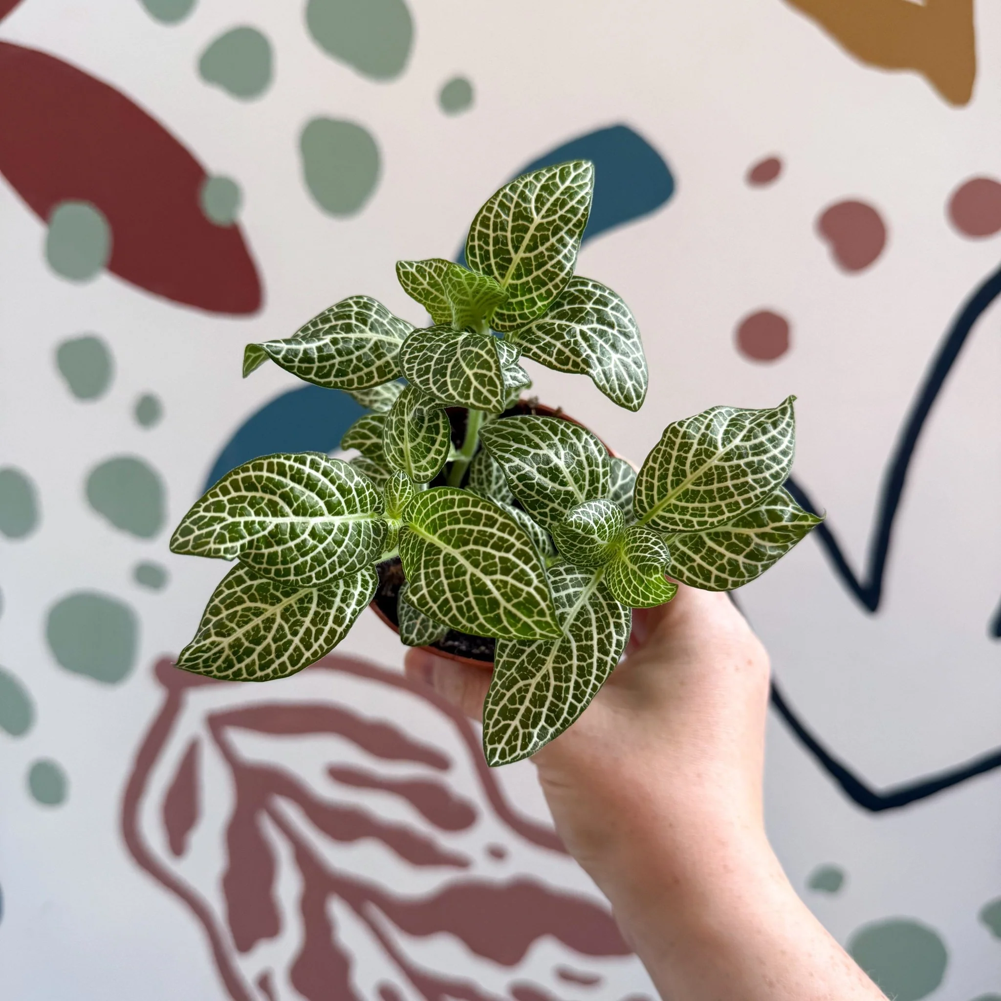 Fittonia verschaffeltii 'White Angel' - Image 10