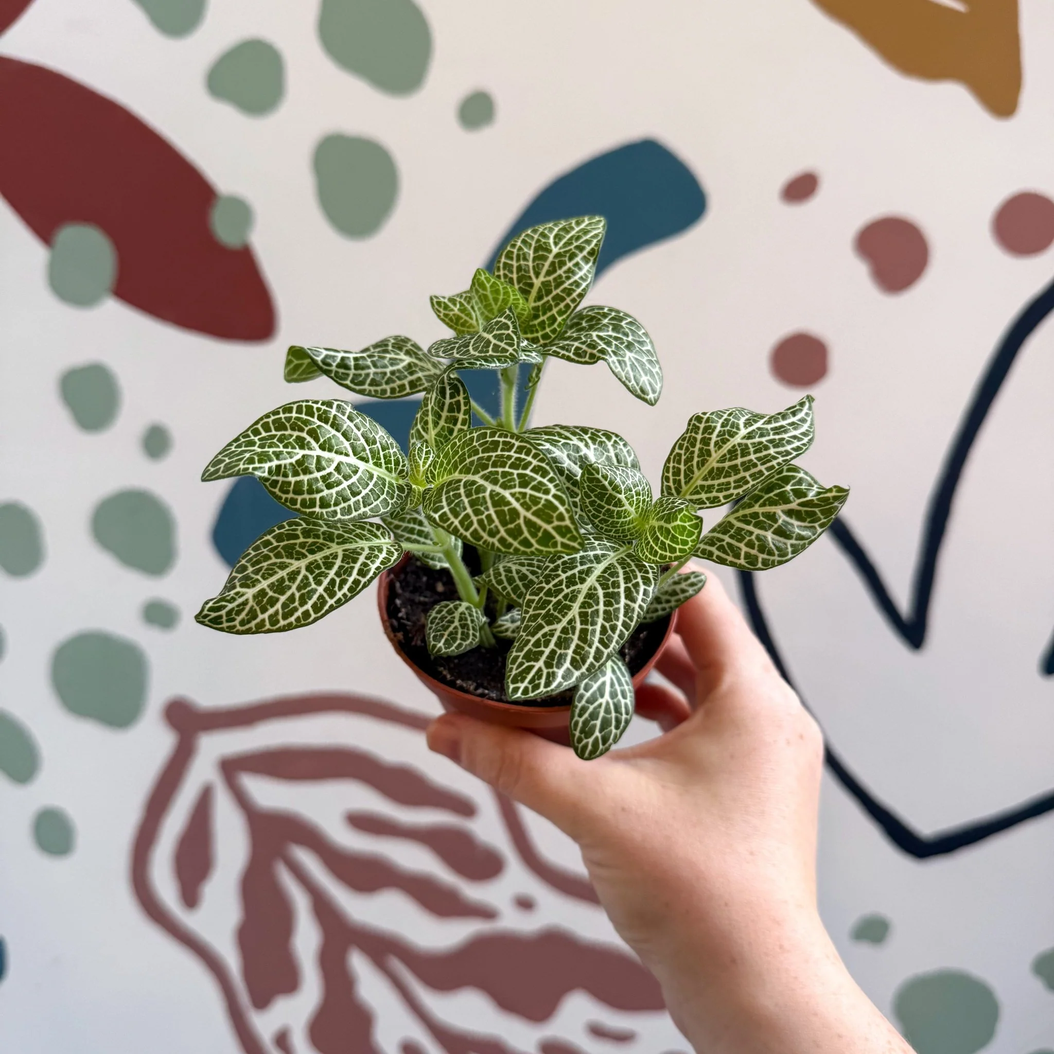 Fittonia verschaffeltii 'White Angel' - Image 11