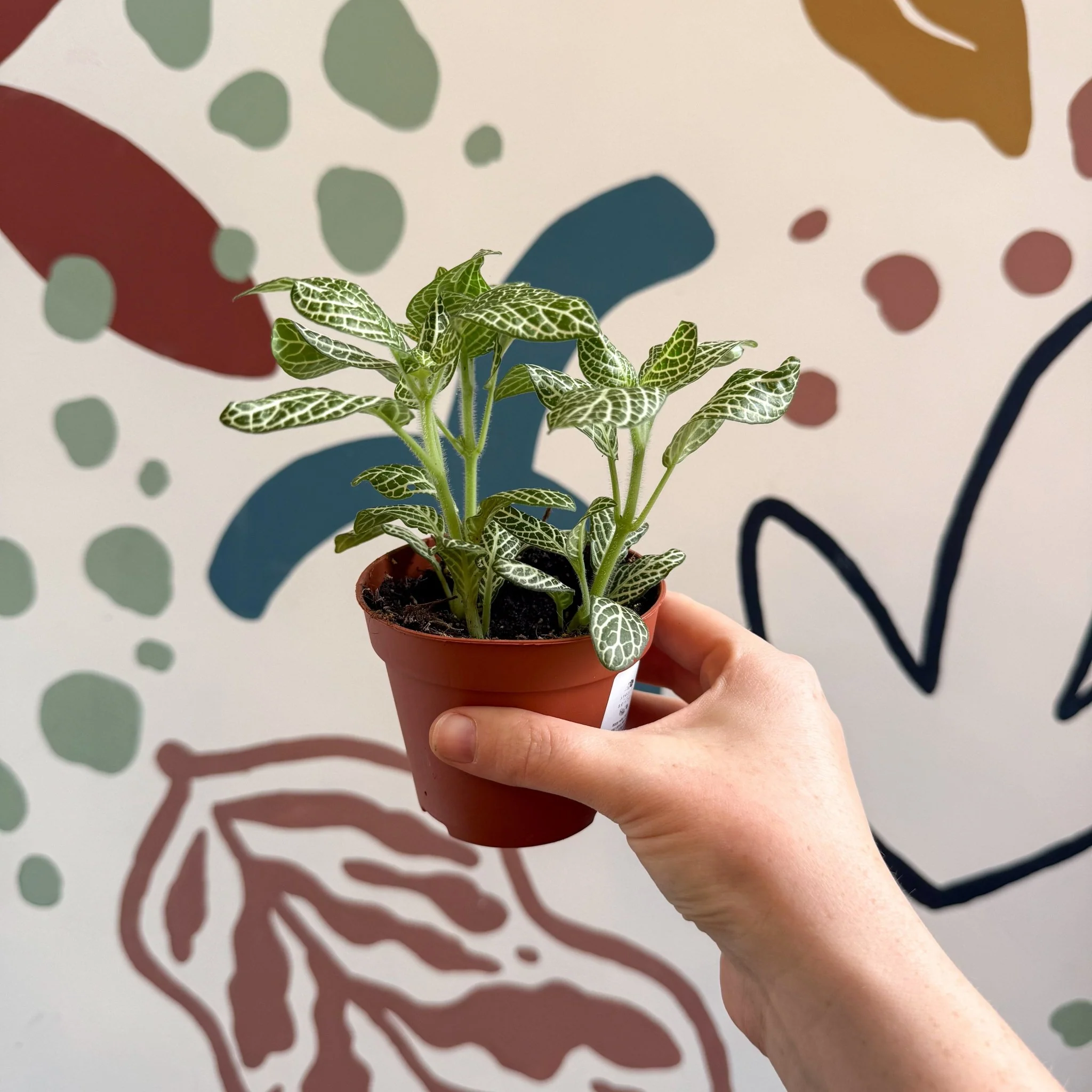 Fittonia verschaffeltii 'White Angel' - Image 2