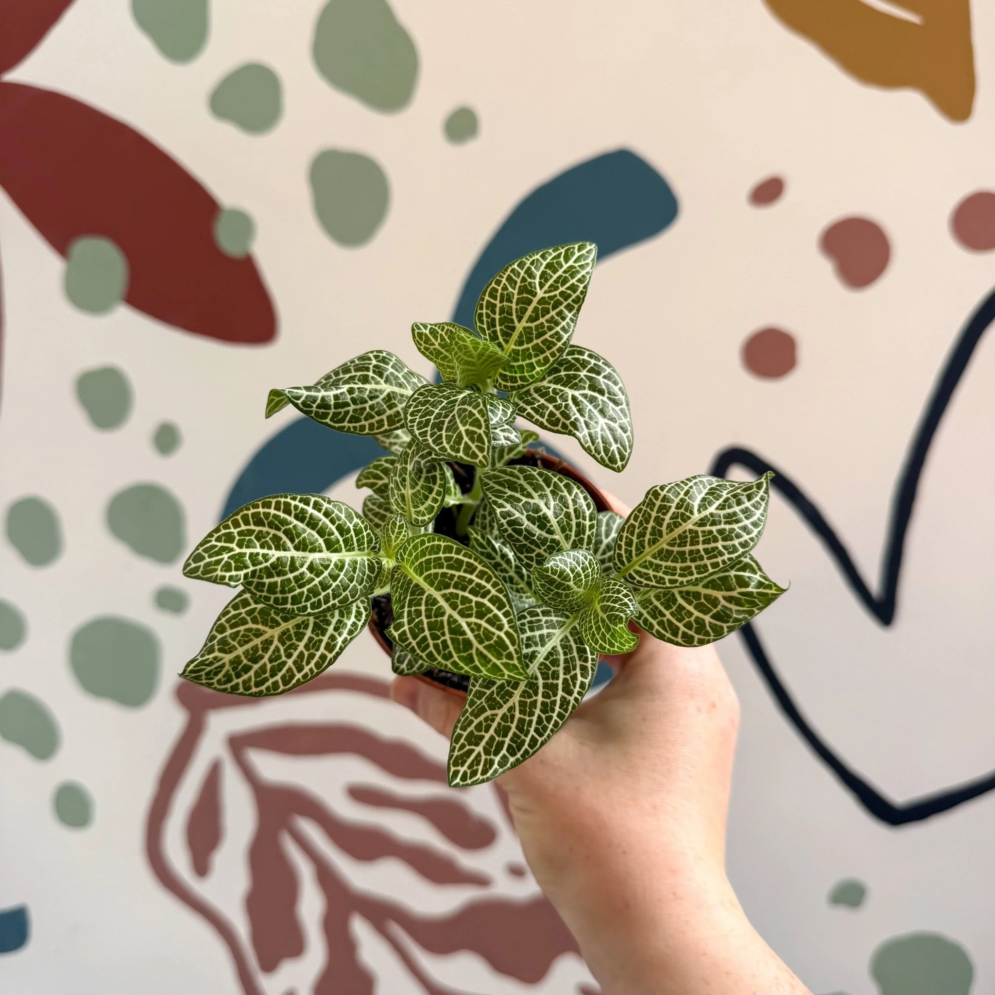 Fittonia verschaffeltii 'White Angel' - Image 3