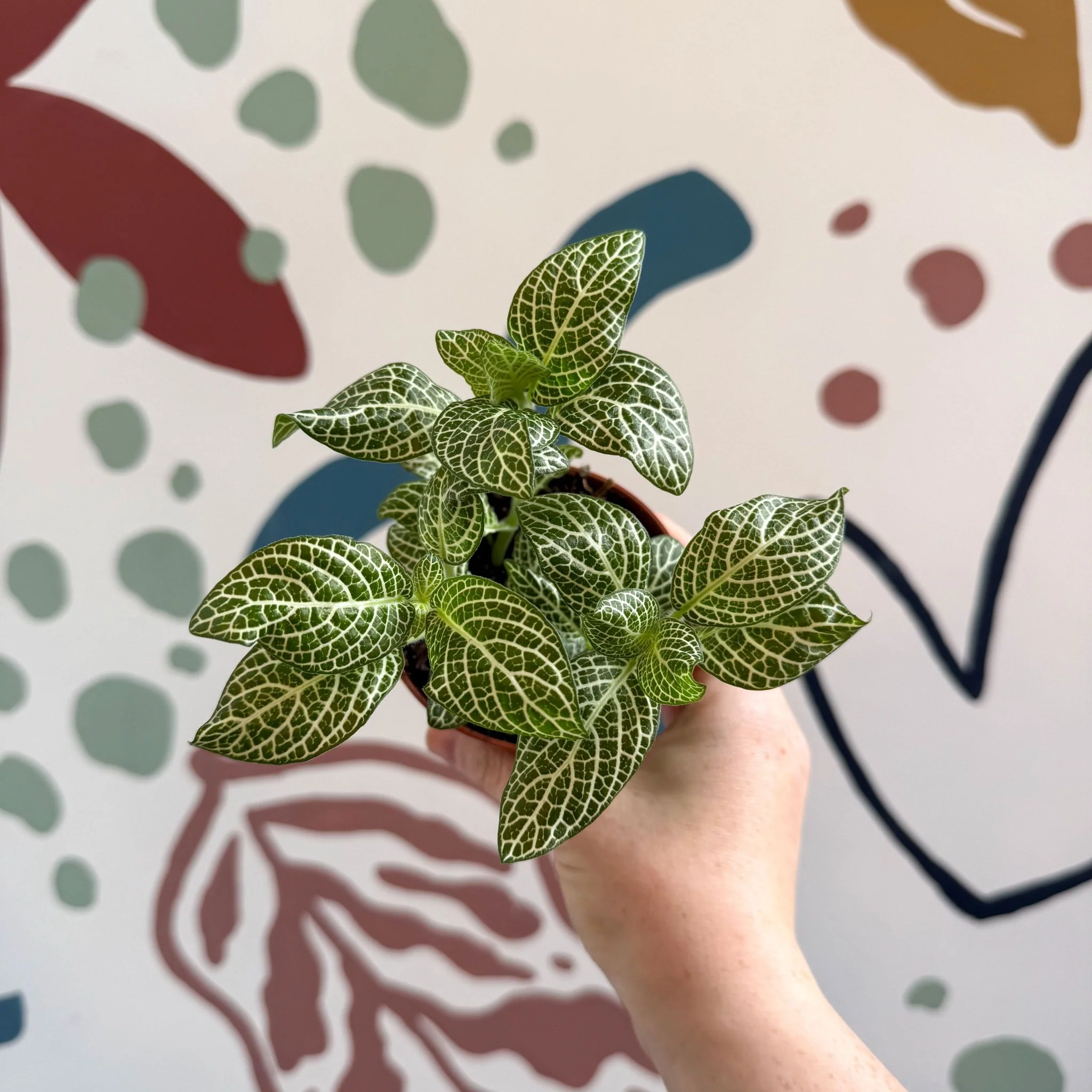 Fittonia verschaffeltii 'White Angel' - Image 4