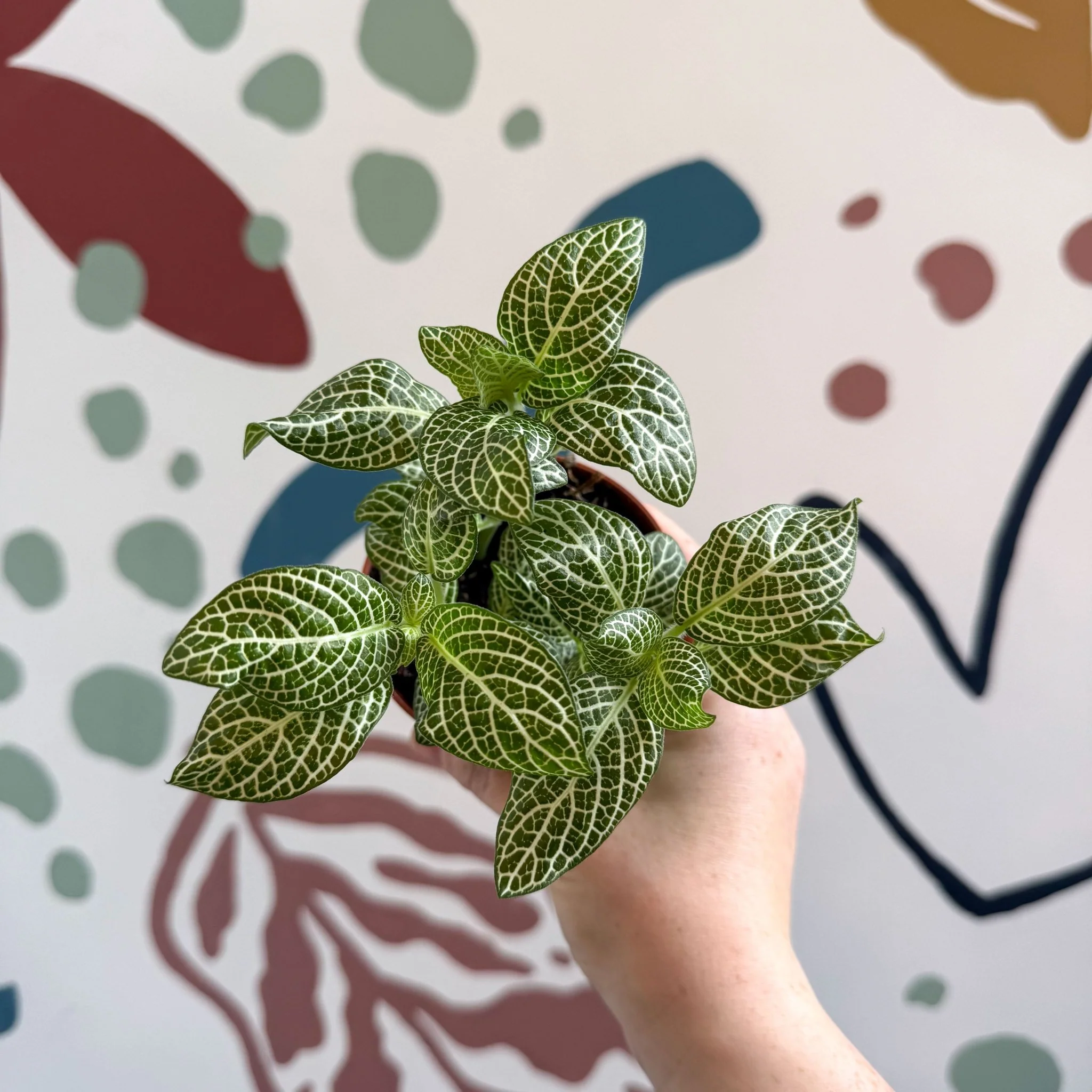 Fittonia verschaffeltii 'White Angel' - Image 5