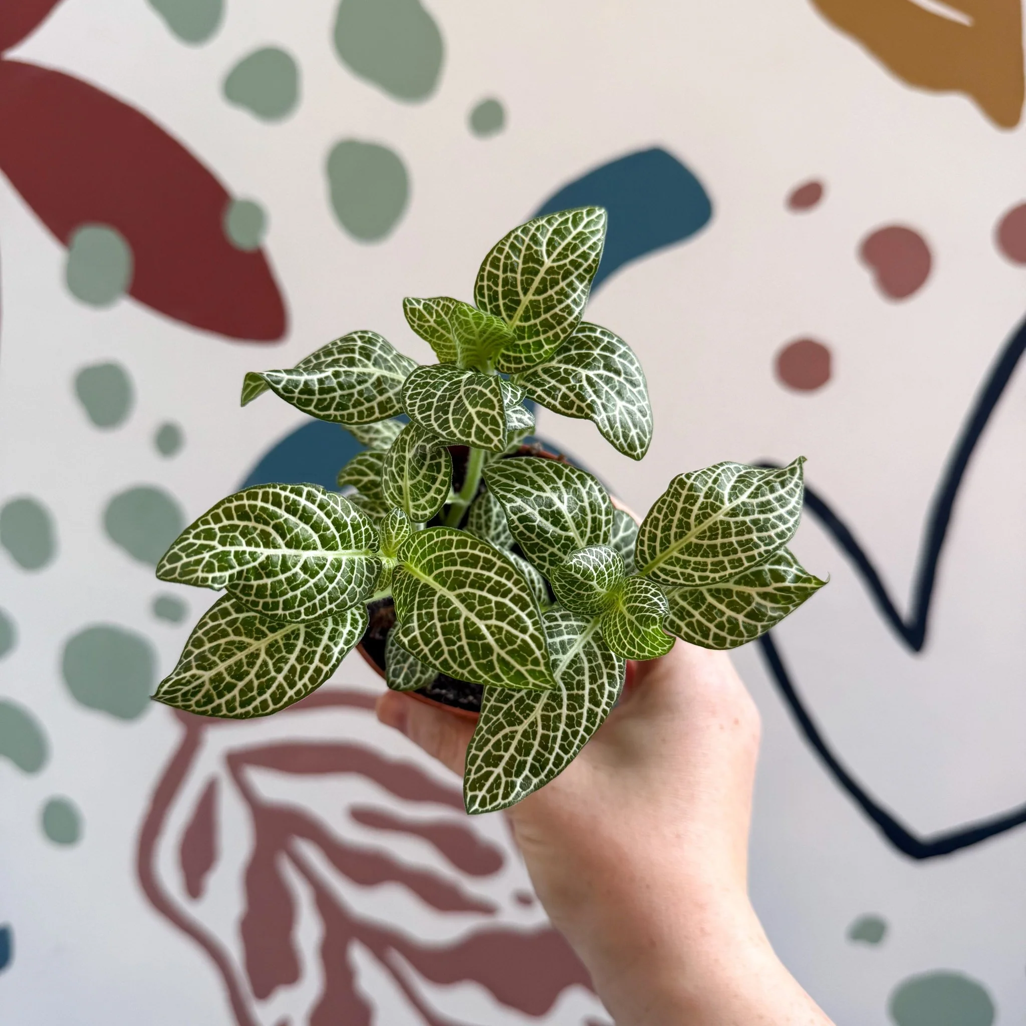 Fittonia verschaffeltii 'White Angel' - Image 6