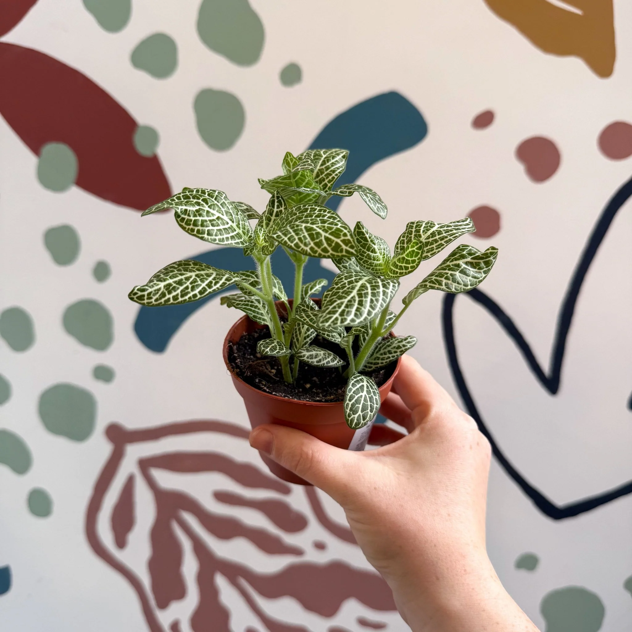 Fittonia verschaffeltii 'White Angel' - Image 7