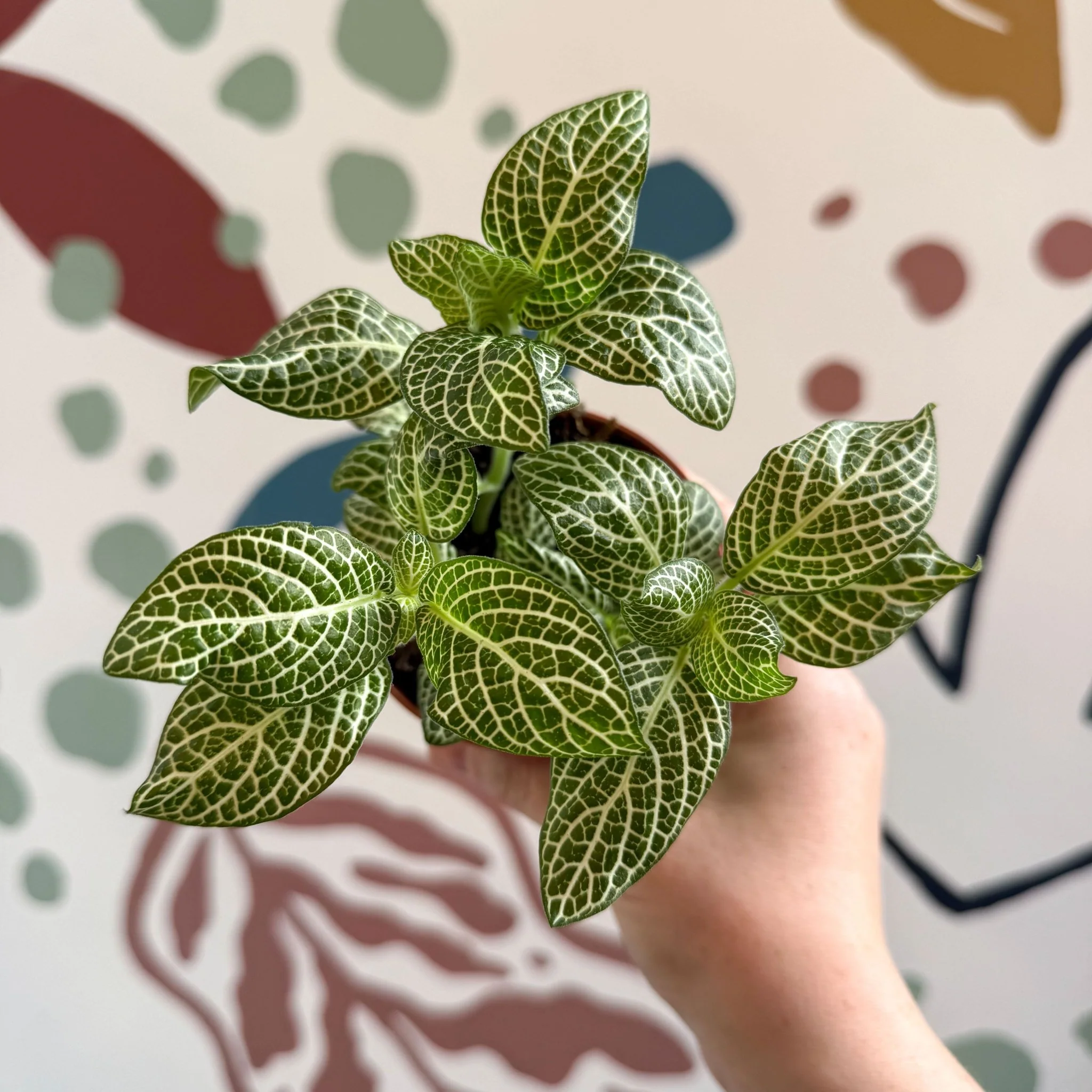 Fittonia verschaffeltii 'White Angel' - Image 8