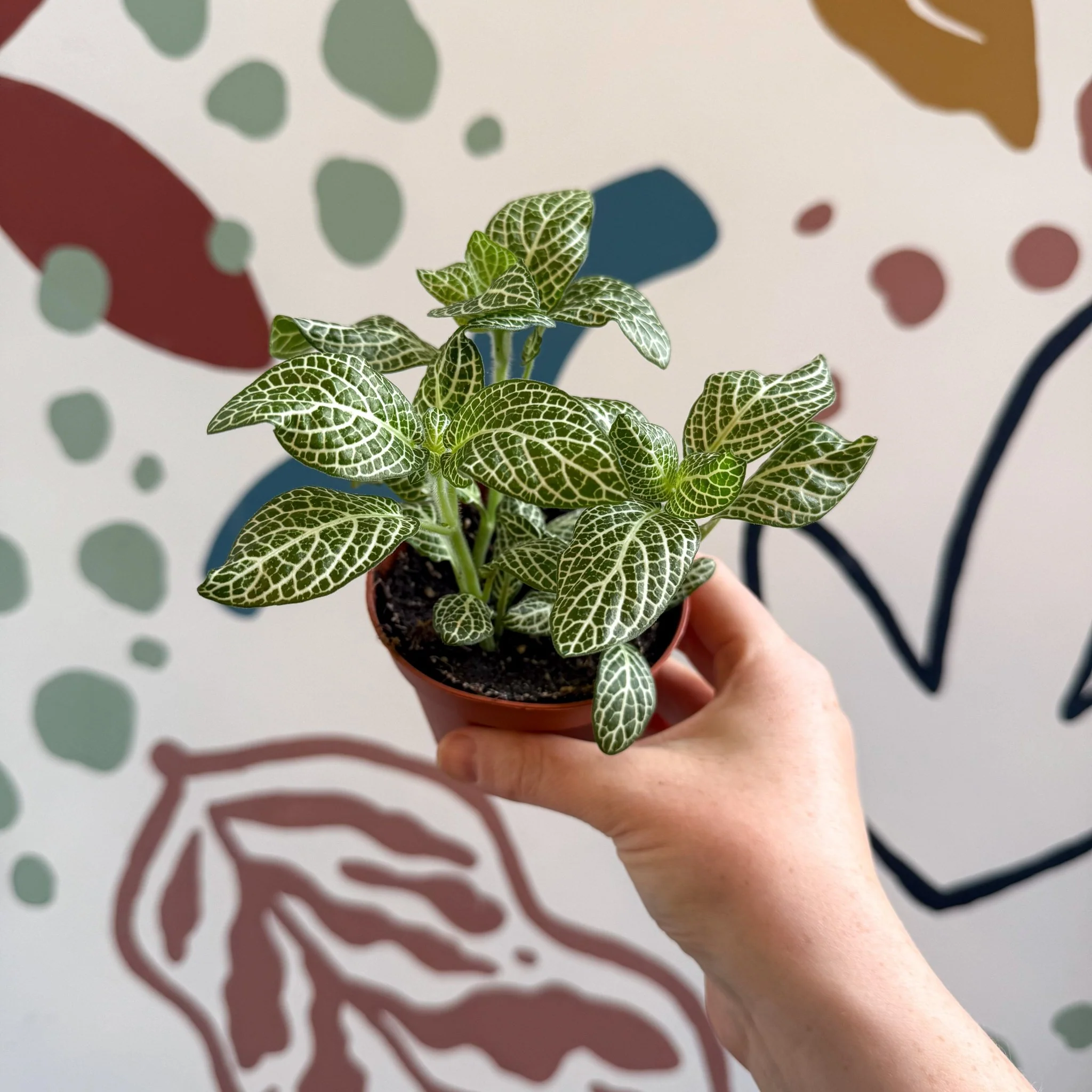 Fittonia verschaffeltii 'White Angel' - Image 9