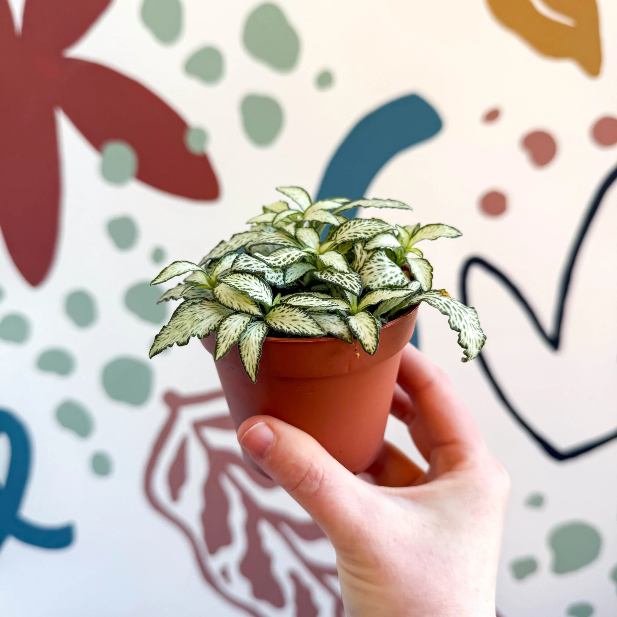 Fittonia verschaffeltii 'White Forest Flame' - Image 2