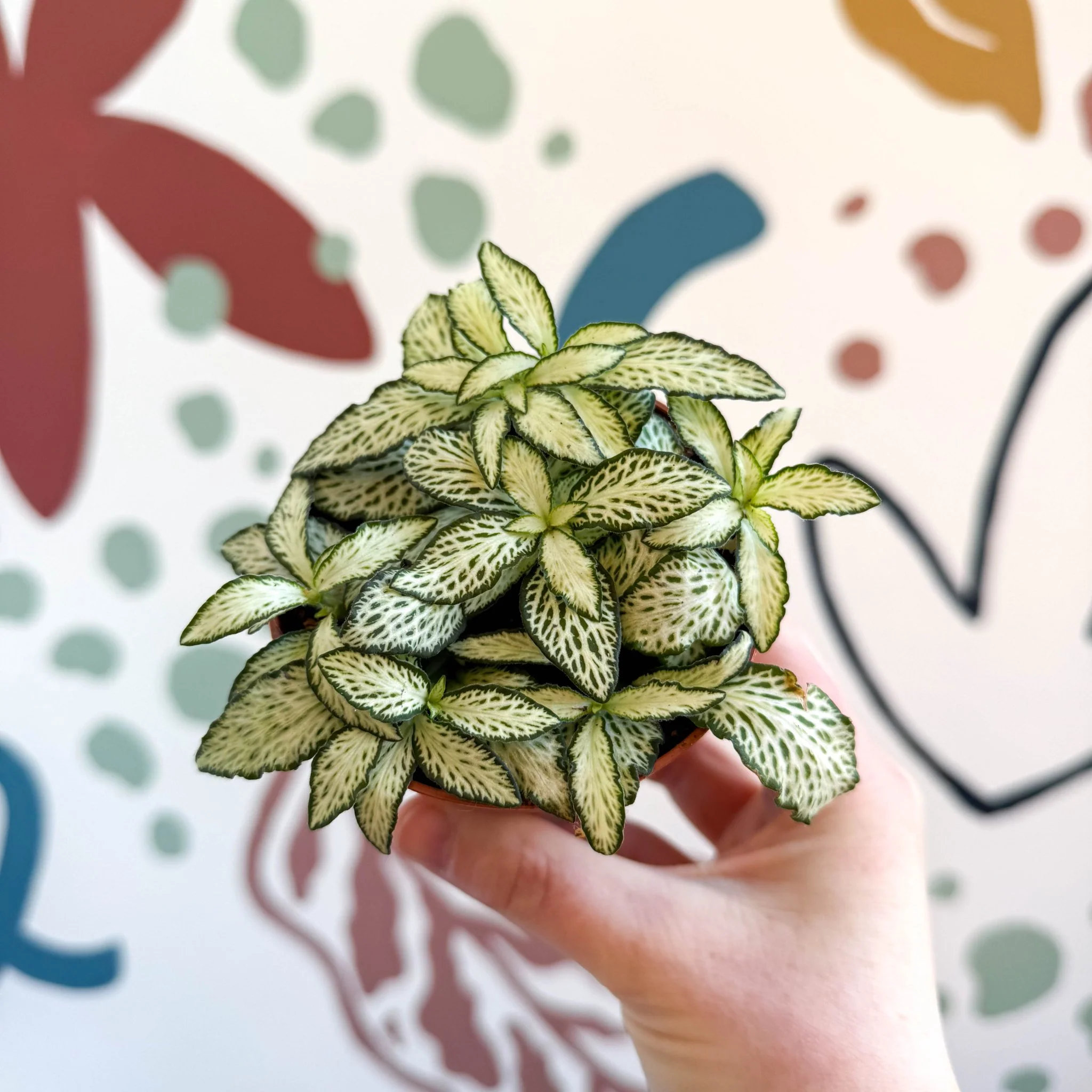 Fittonia verschaffeltii 'White Forest Flame' - Image 4