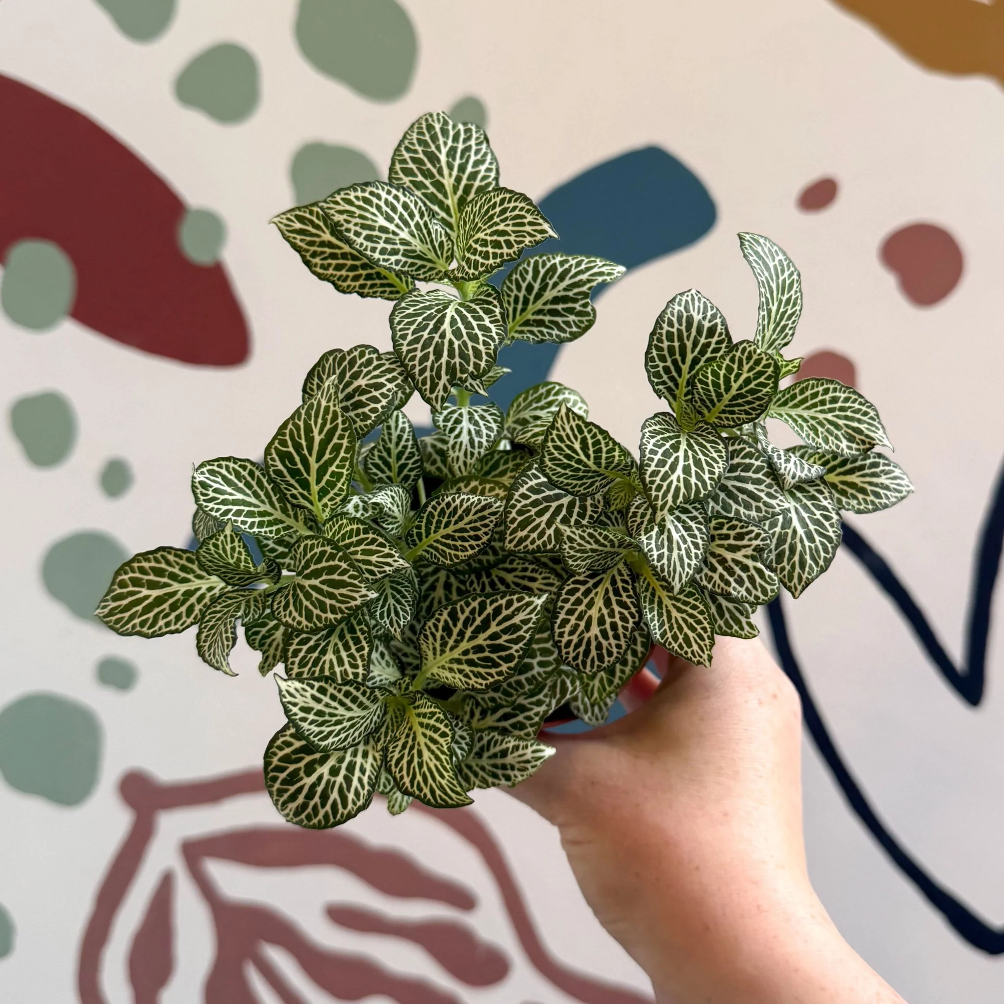Fittonia verschaffeltii 'White Joly Josan'