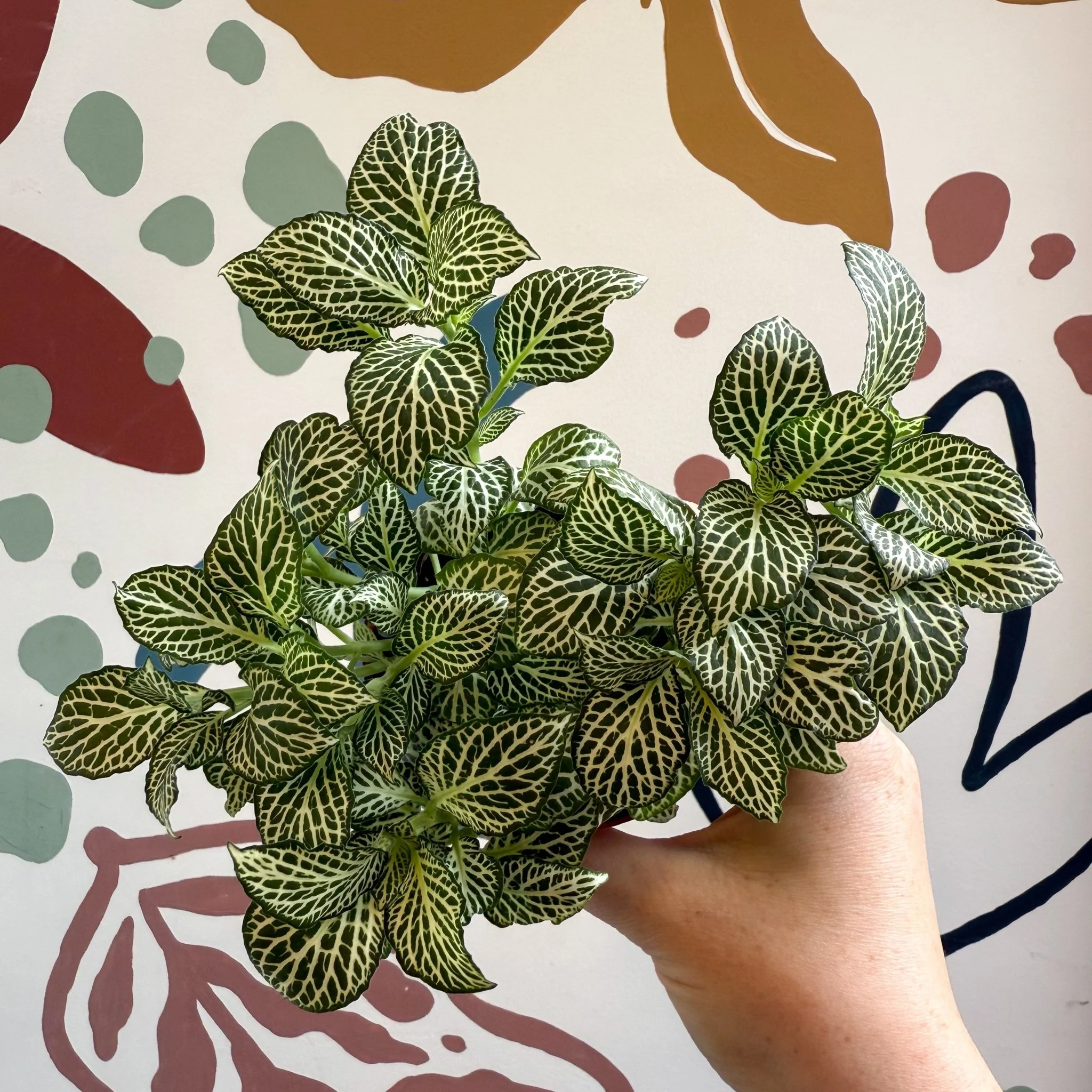 Fittonia verschaffeltii 'White Joly Josan' - Image 10